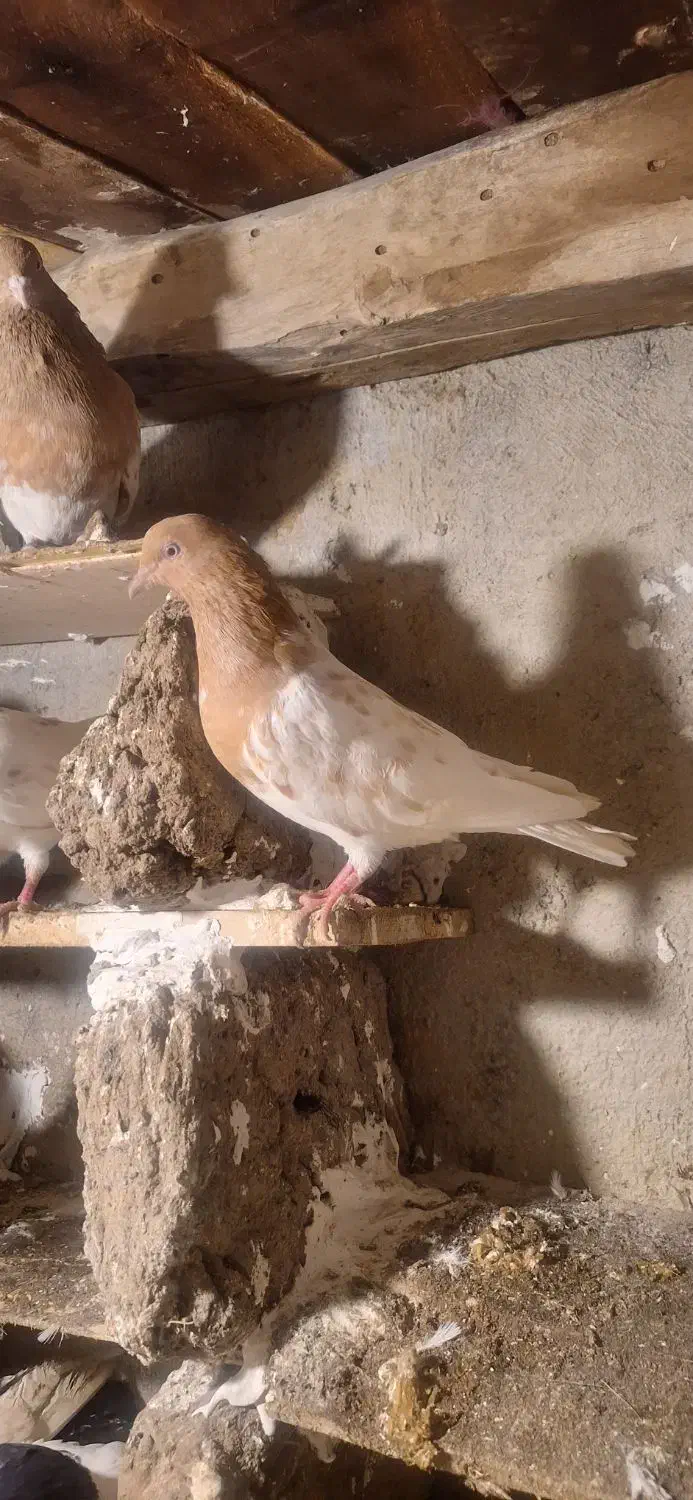 ۳ عدد کبوتر ماده|پرنده|گرمی, |دیوار