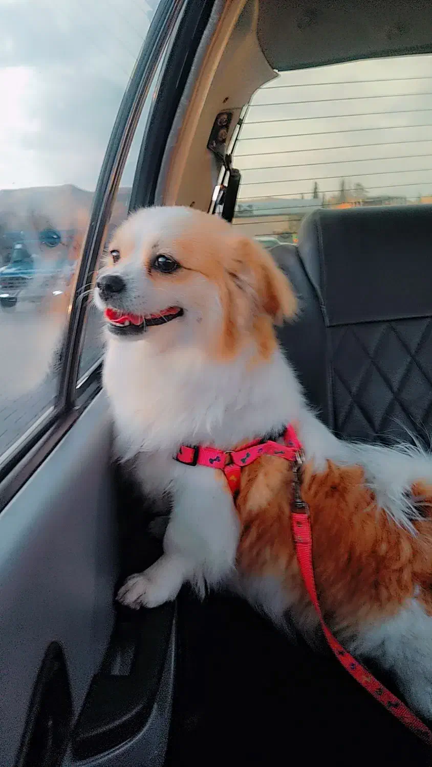 سگ پامر|سگ|شیراز, رکنآباد|دیوار