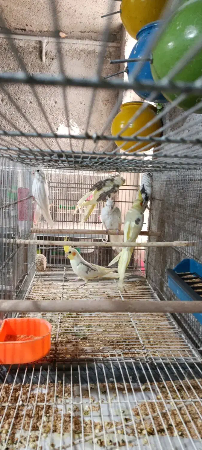 عروس هلندی|پرنده|شیروان (خراسان), |دیوار