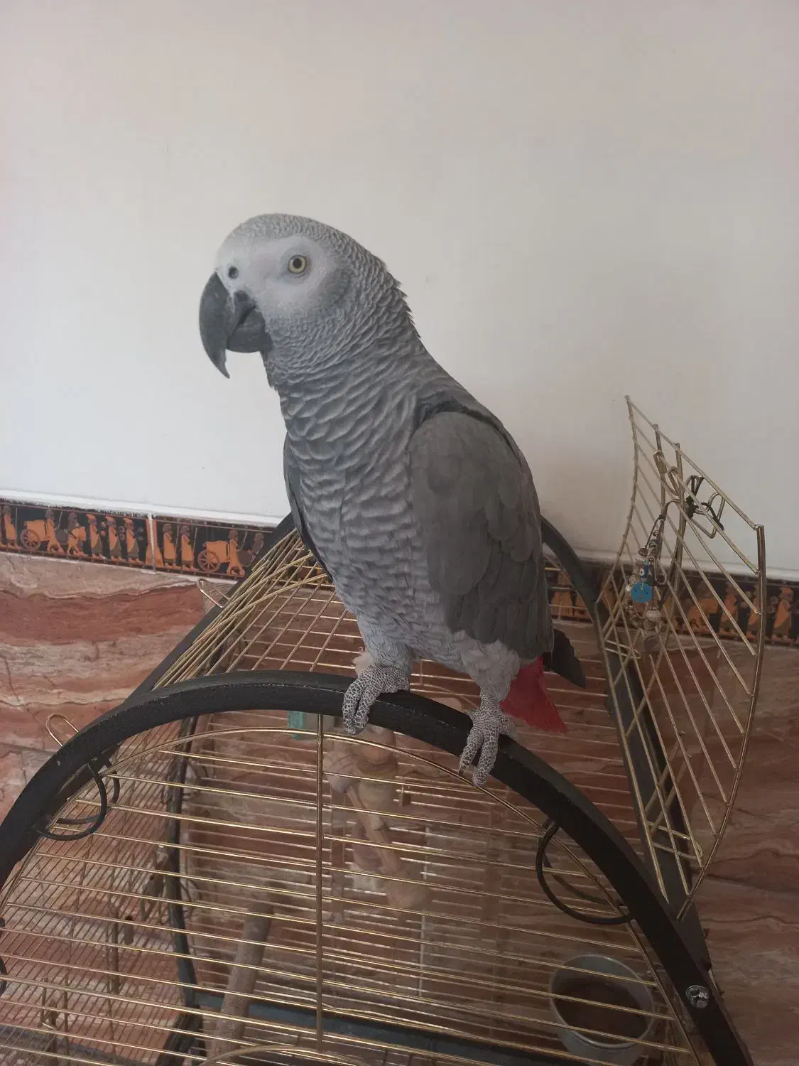 کاسکو باهوش و زیبا|پرنده|شیراز, پودنک|دیوار