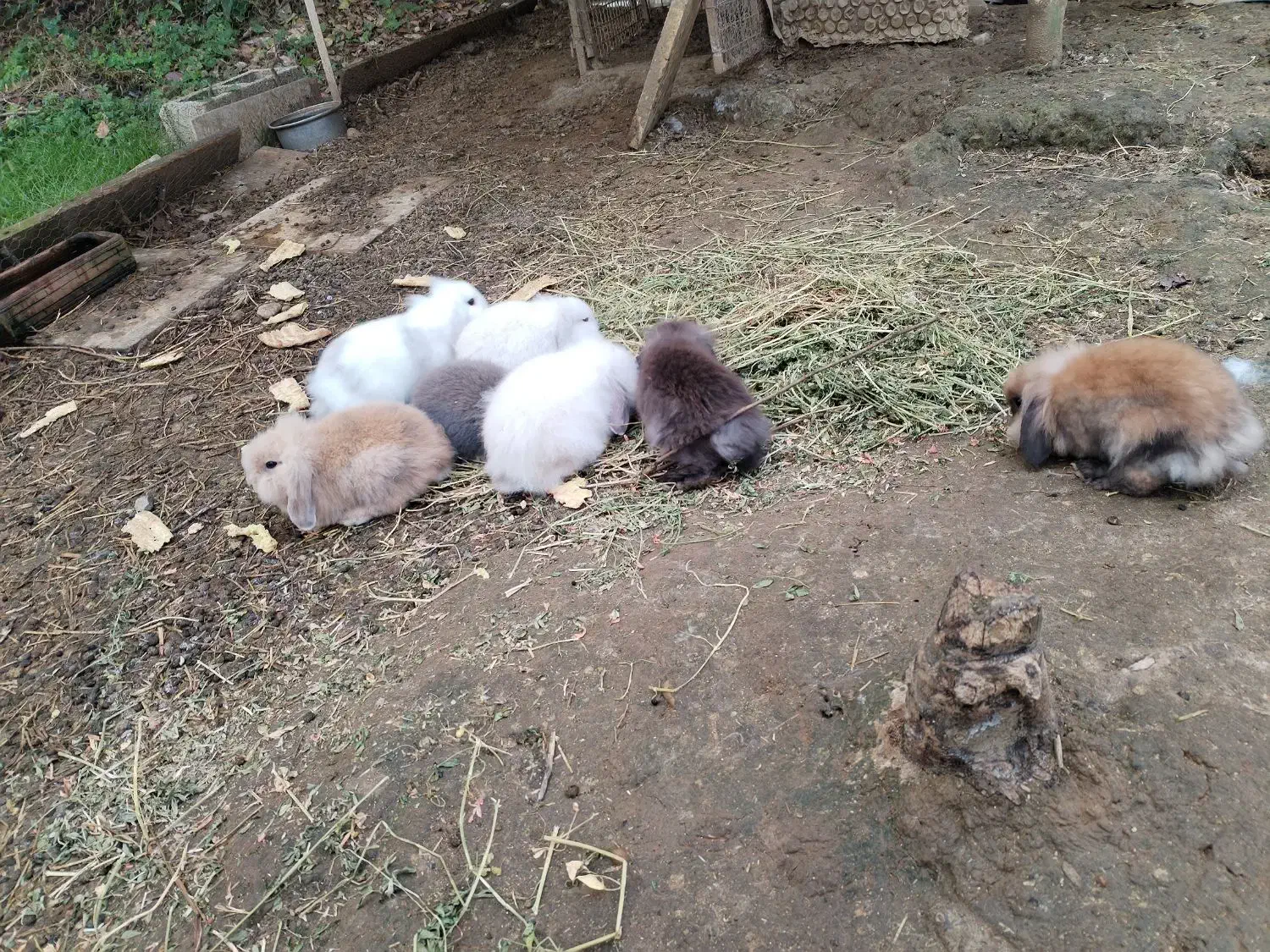 خرگوش لوپ|موش و خرگوش|فومن, |دیوار