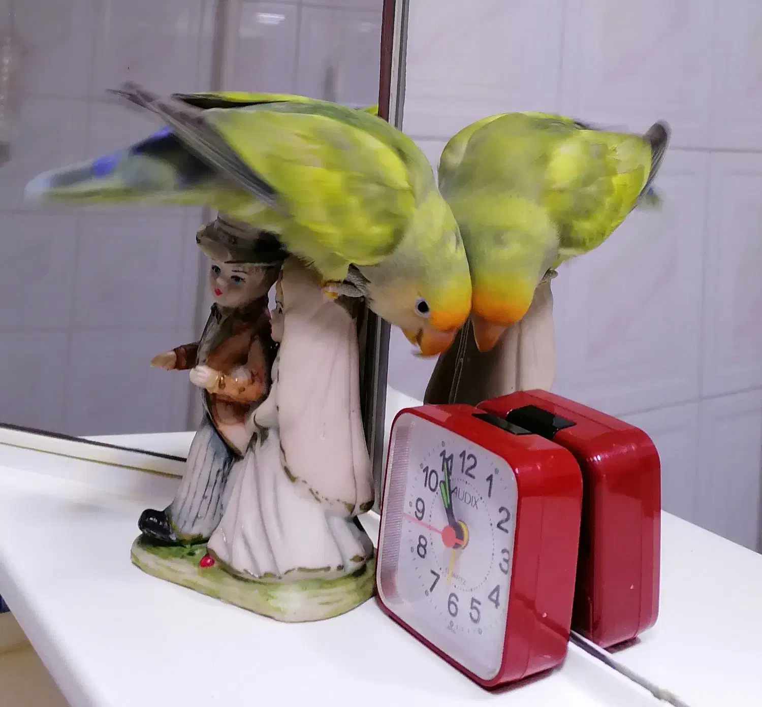 طوطی برزیلی هیبرید|پرنده|ساری, |دیوار