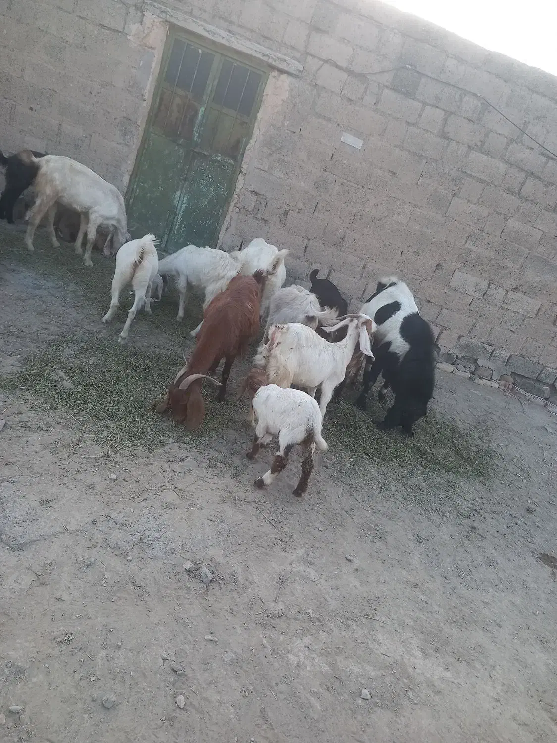 تعدادی بز نژاد دوقلو وسه قلو زا برای فروش|حیوانات مزرعه|فاریاب, |دیوار