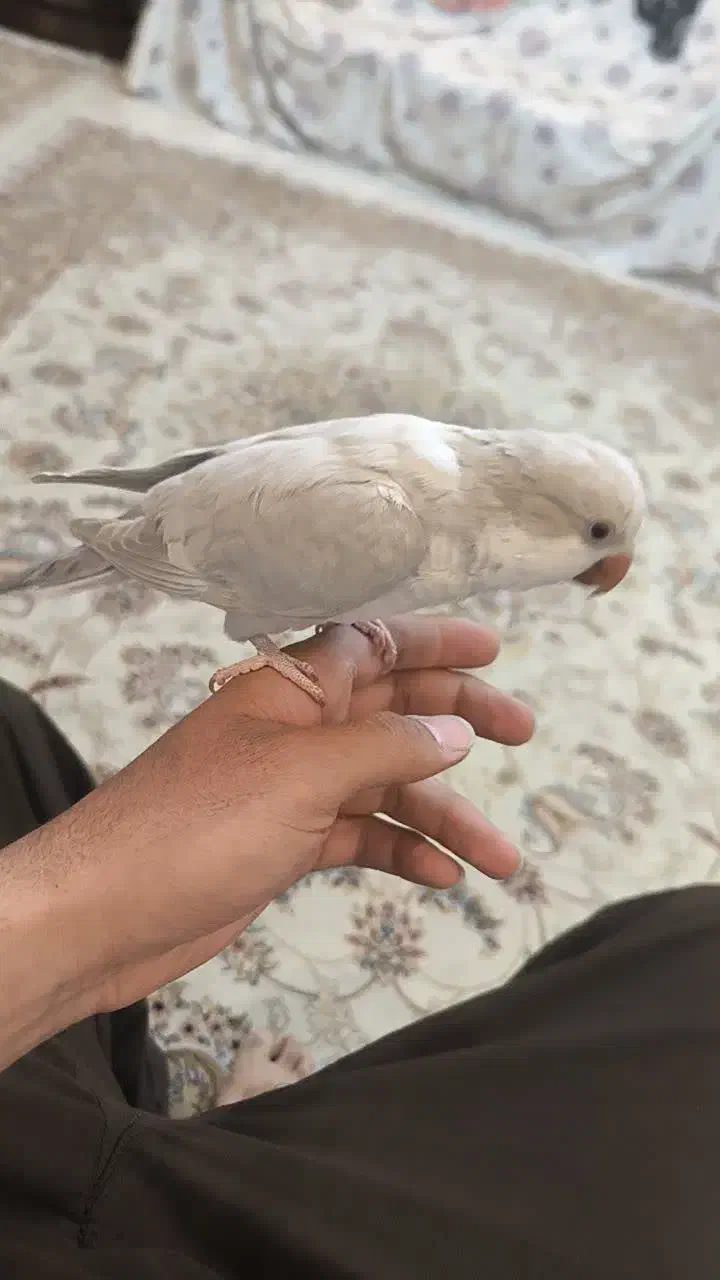 راهب|پرنده|مشکین‌دشت, |دیوار