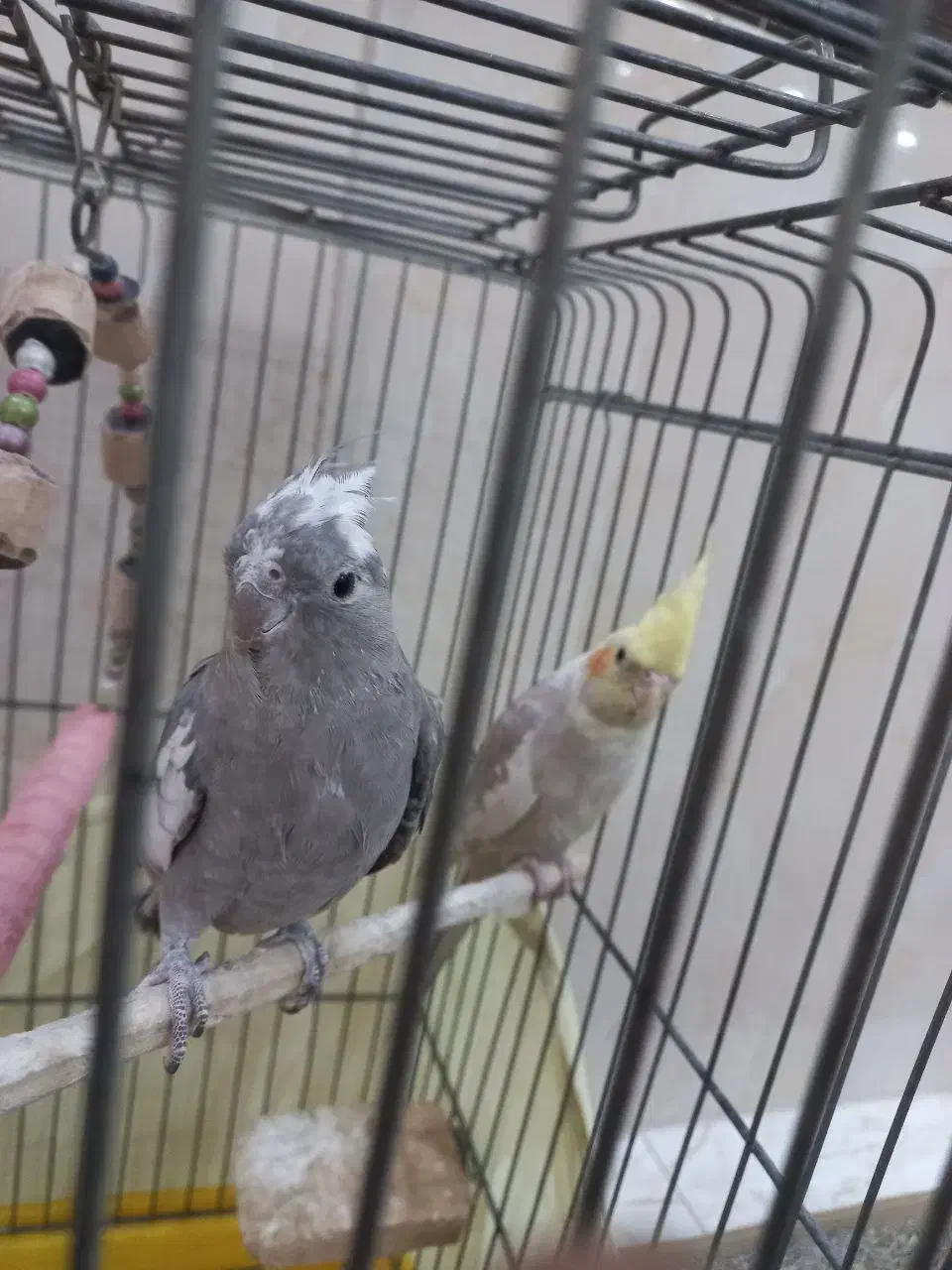 ی جفت عروس هلندی وایت فیس و ابلغ‌|پرنده|قدس, شهر‌قدس|دیوار