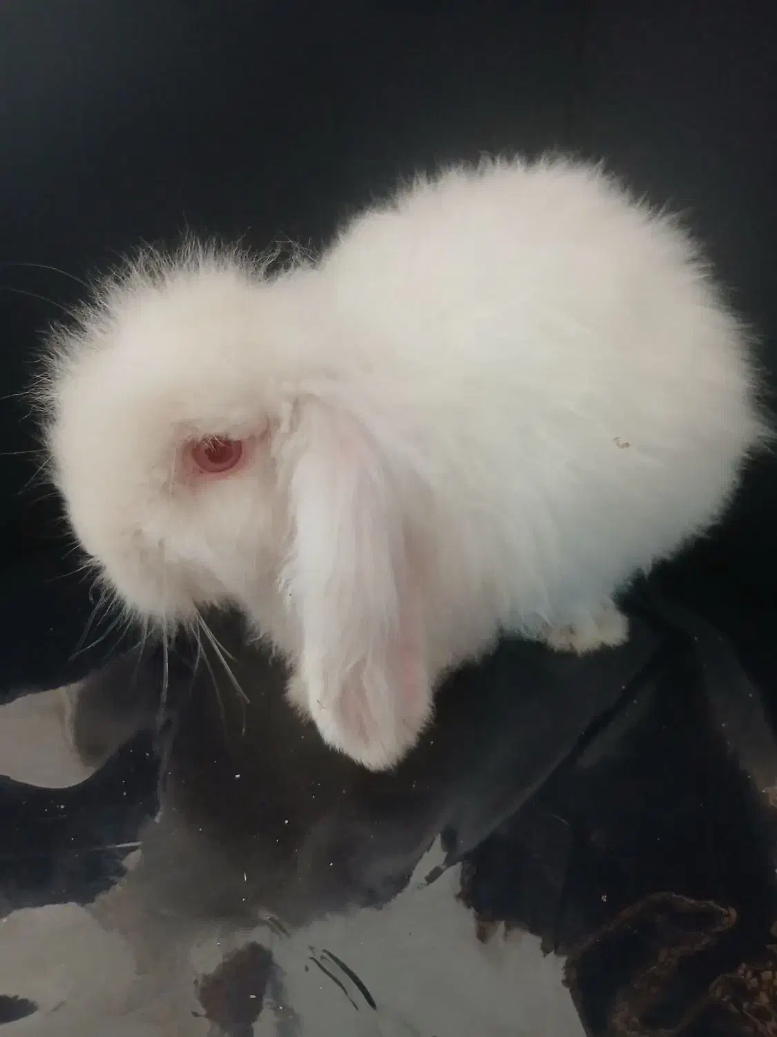 خرگوش لپی اصل|موش و خرگوش|رفسنجان, |دیوار