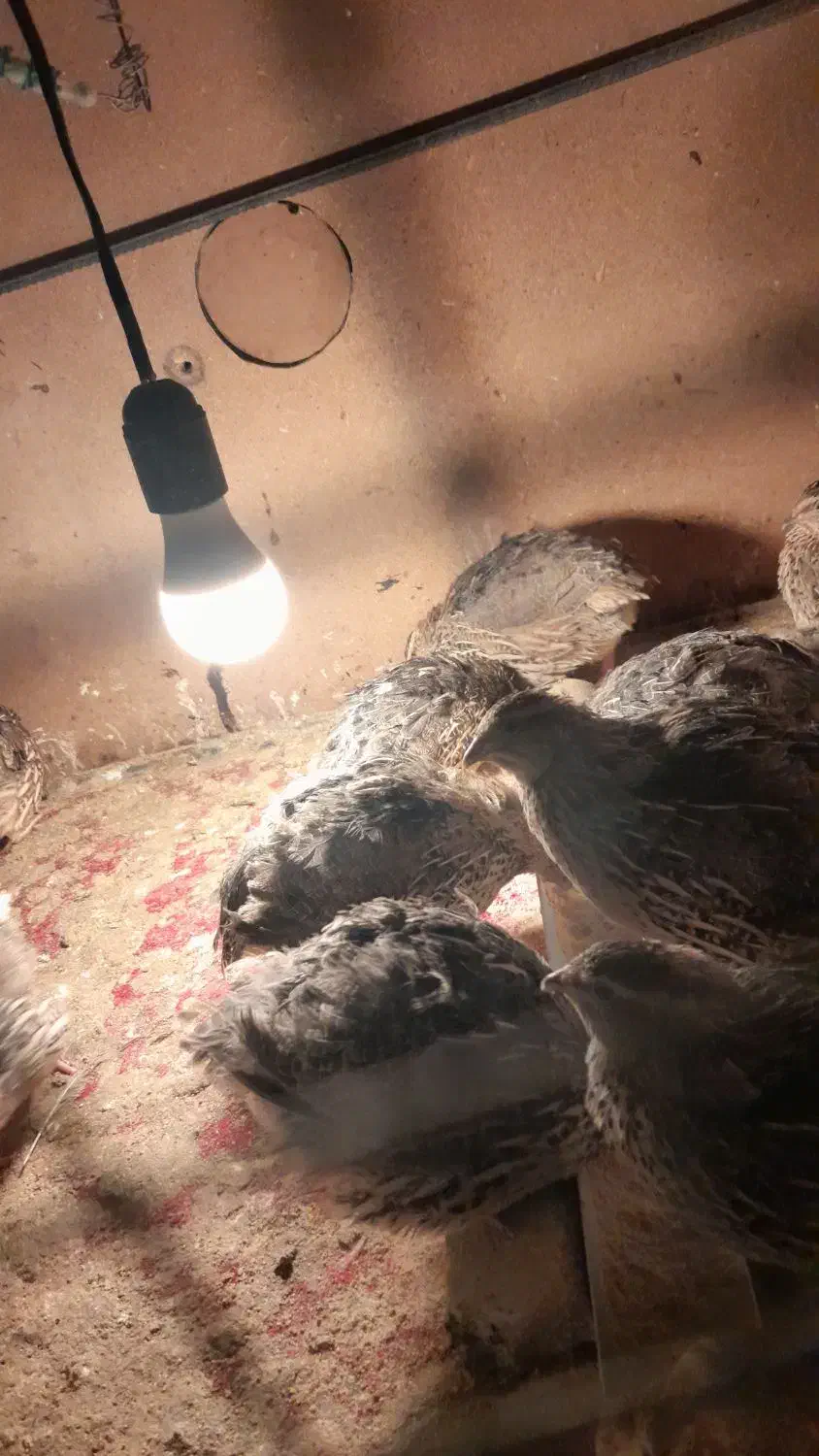 فروش بلدرچین سالم،،چاق و ارگانیک|حیوانات مزرعه|زابل, |دیوار