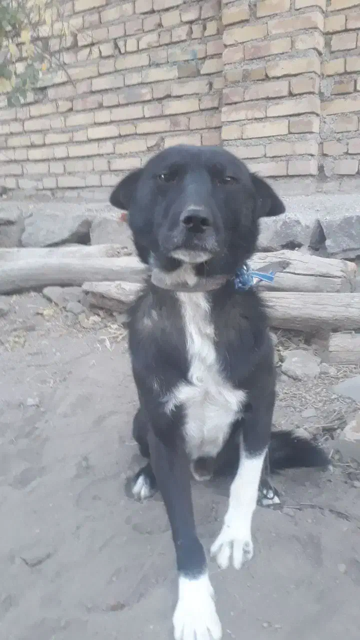 سگ سرابی|سگ|سراب, |دیوار