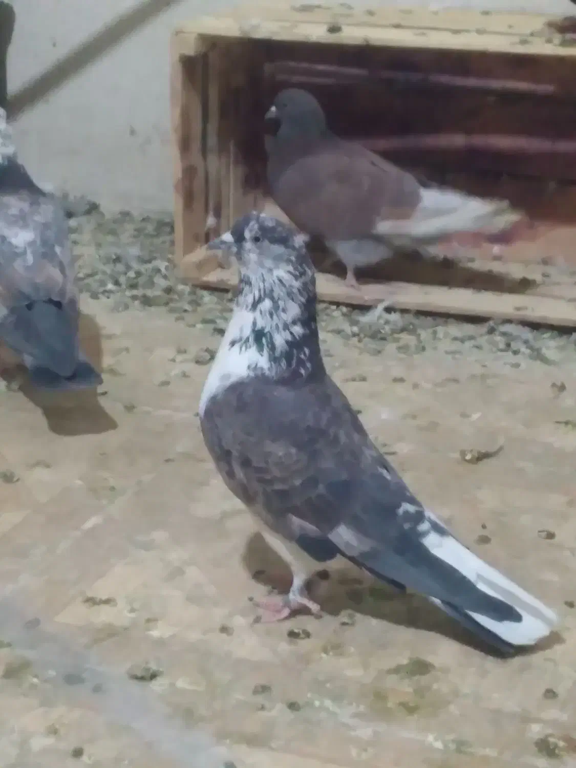 ۴۰عدد کفتر غریب همه پرشتی|پرنده|کوهدشت, |دیوار