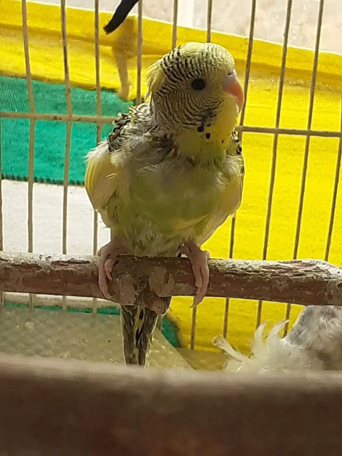 مرغ عشق دورگه|پرنده|تهران, علم و صنعت|دیوار