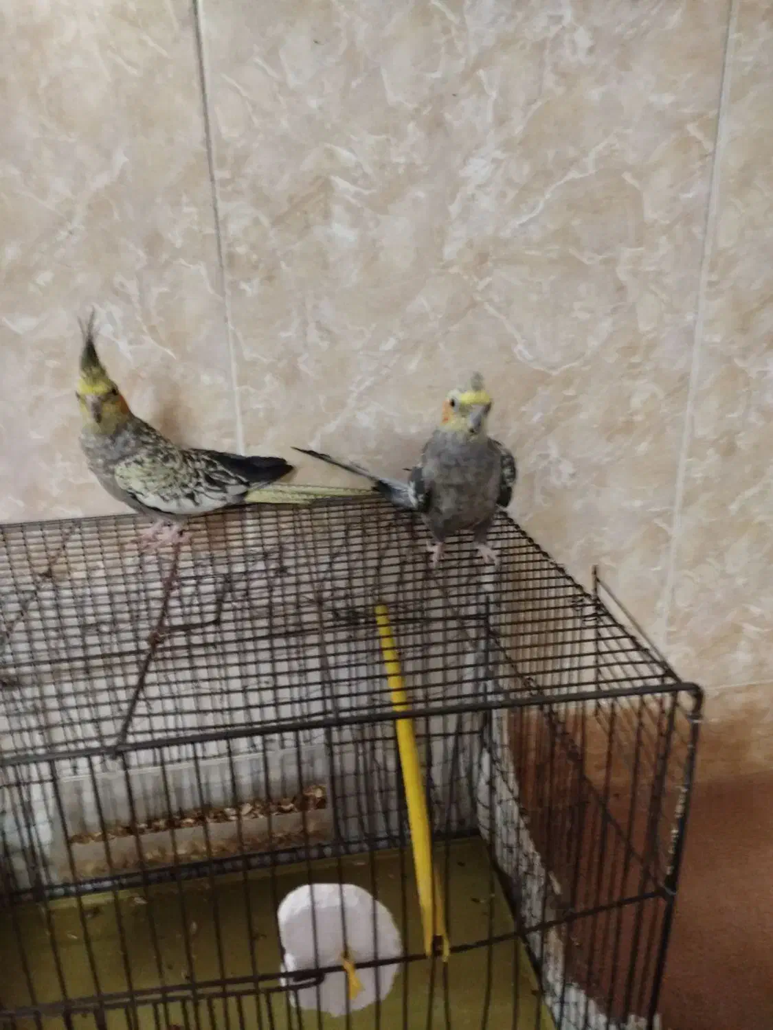 عروس هلندی|پرنده|زارچ, |دیوار