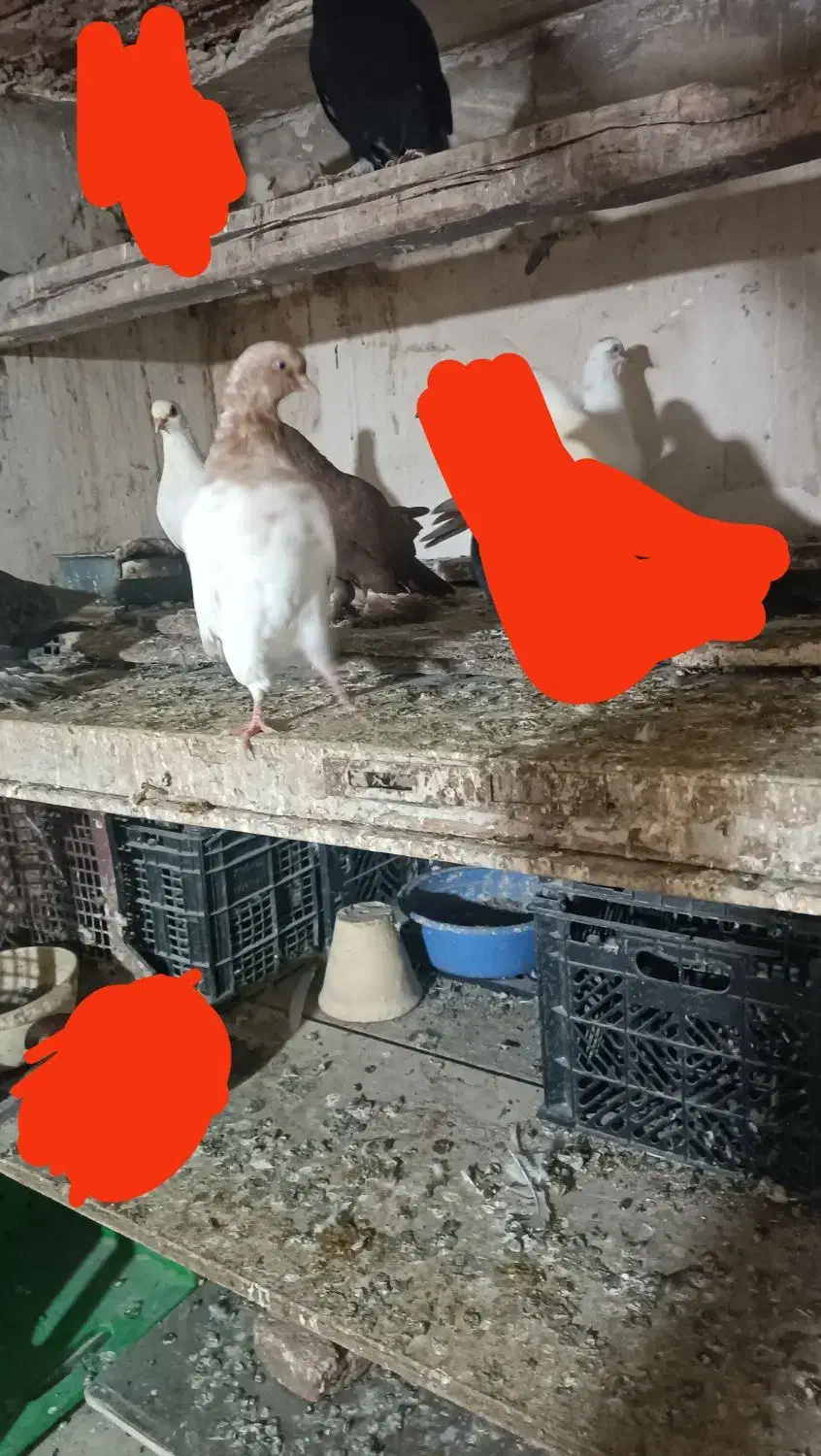 کبوتر یکجا 6 عدد|پرنده|تبریز, |دیوار