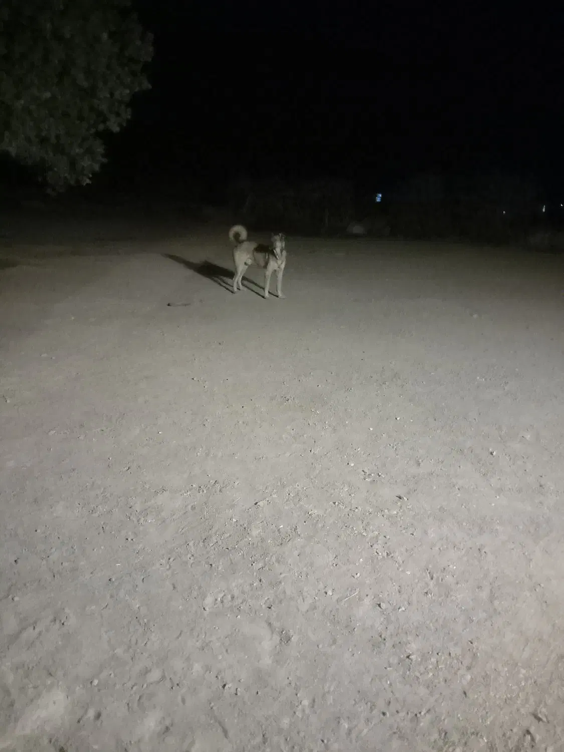 جهت نصل کشی سگ سرابی نر|سگ|جیرفت, |دیوار