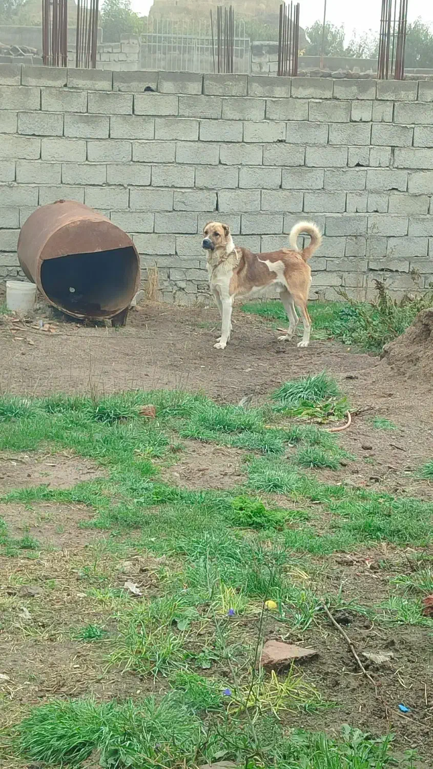 سگ سرابی نر|سگ|اردبیل, |دیوار