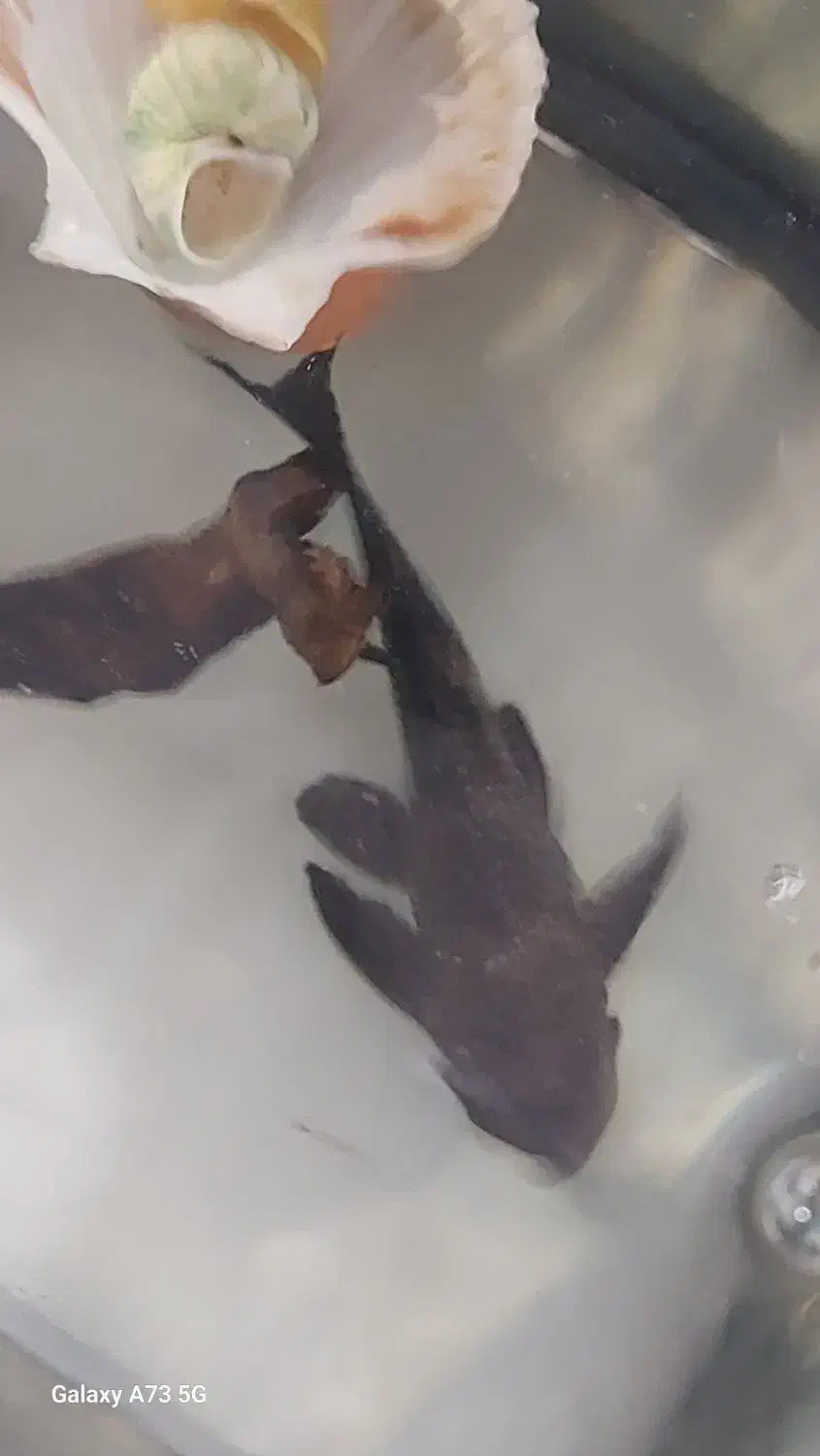 لجن خوار سایز بزرگ|ماهی|سنندج, |دیوار