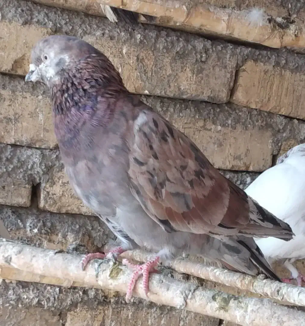 کبوتر|پرنده|هشتگرد, خور|دیوار