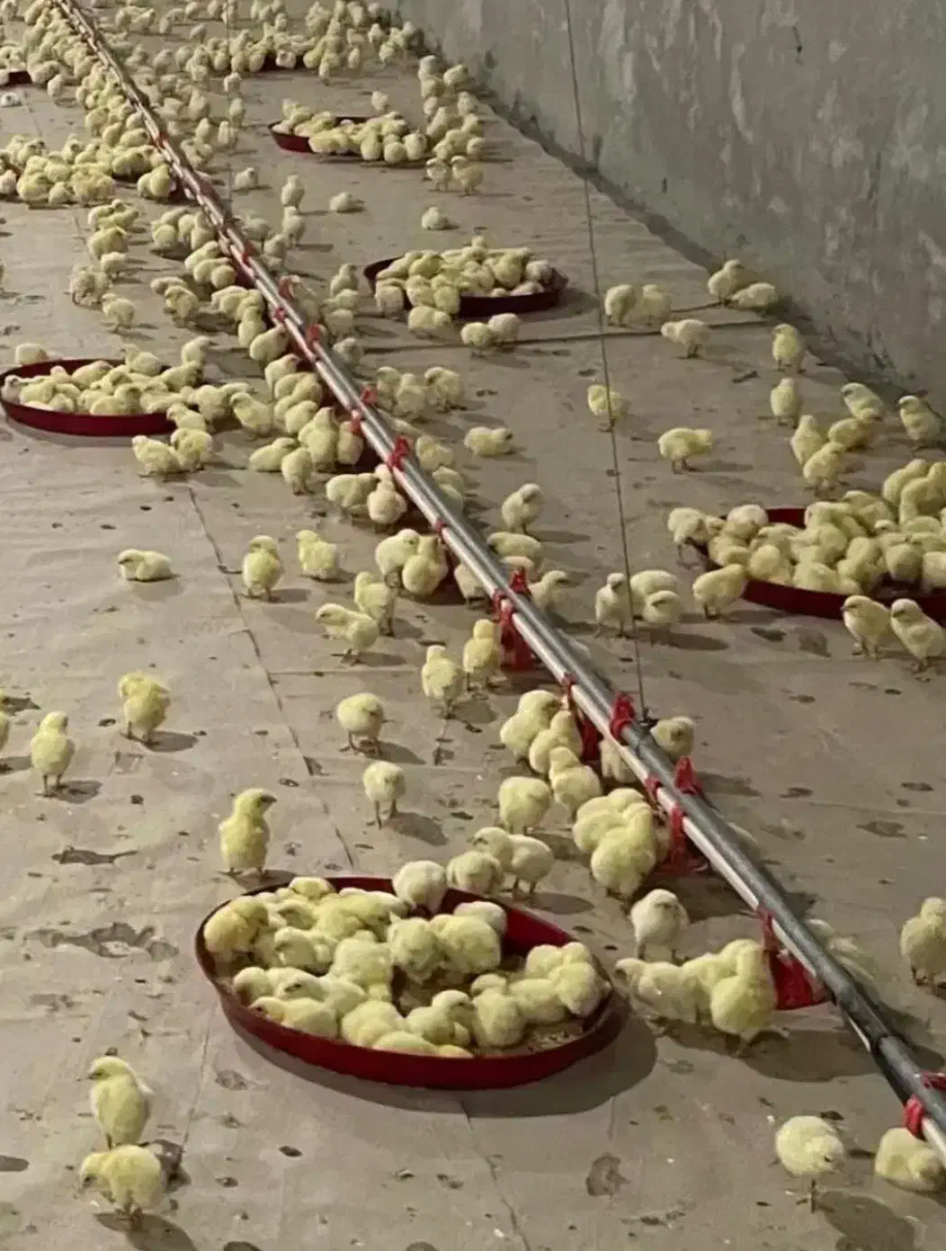 به یک کارگر جهت کار در مرغداری نیازمنیدم|استخدام صنعتی، فنی، مهندسی|مریوان, |دیوار