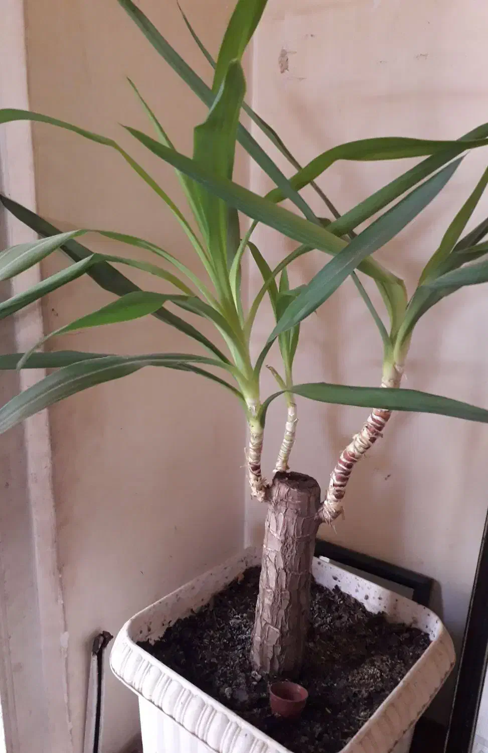 گل گل|گل و گیاه طبیعی|قزوین, |دیوار