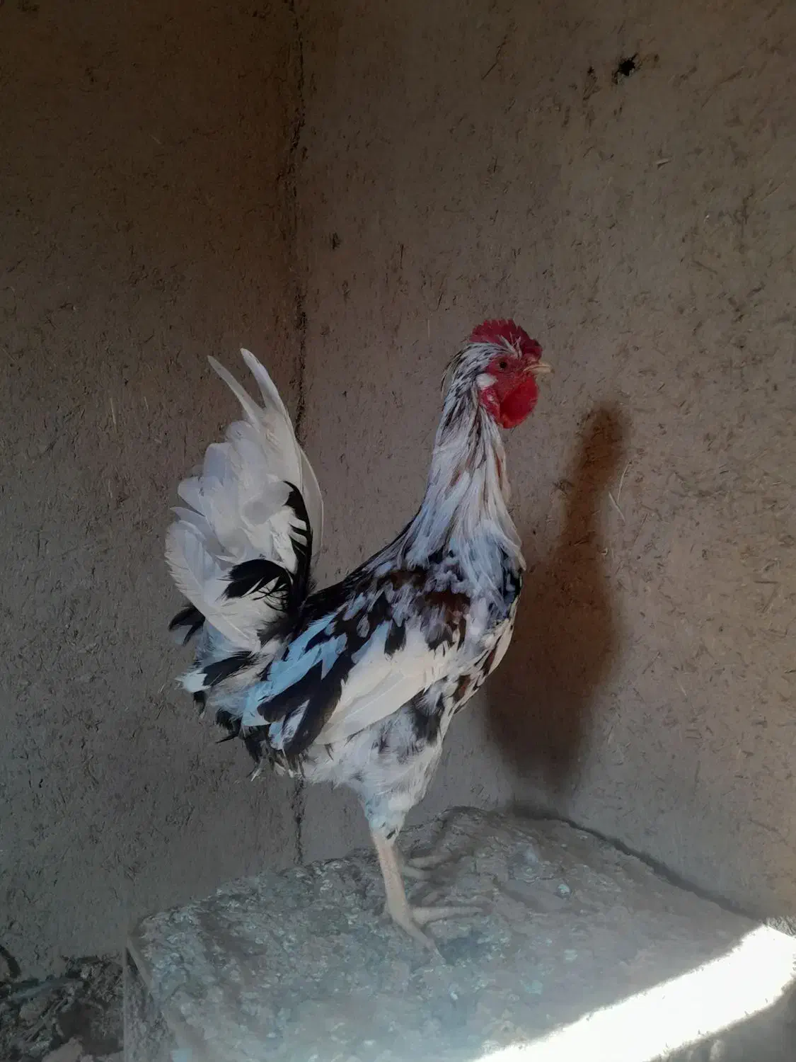 گلین خروس گلین|حیوانات مزرعه|شاهین‌شهر, بانک استان|دیوار