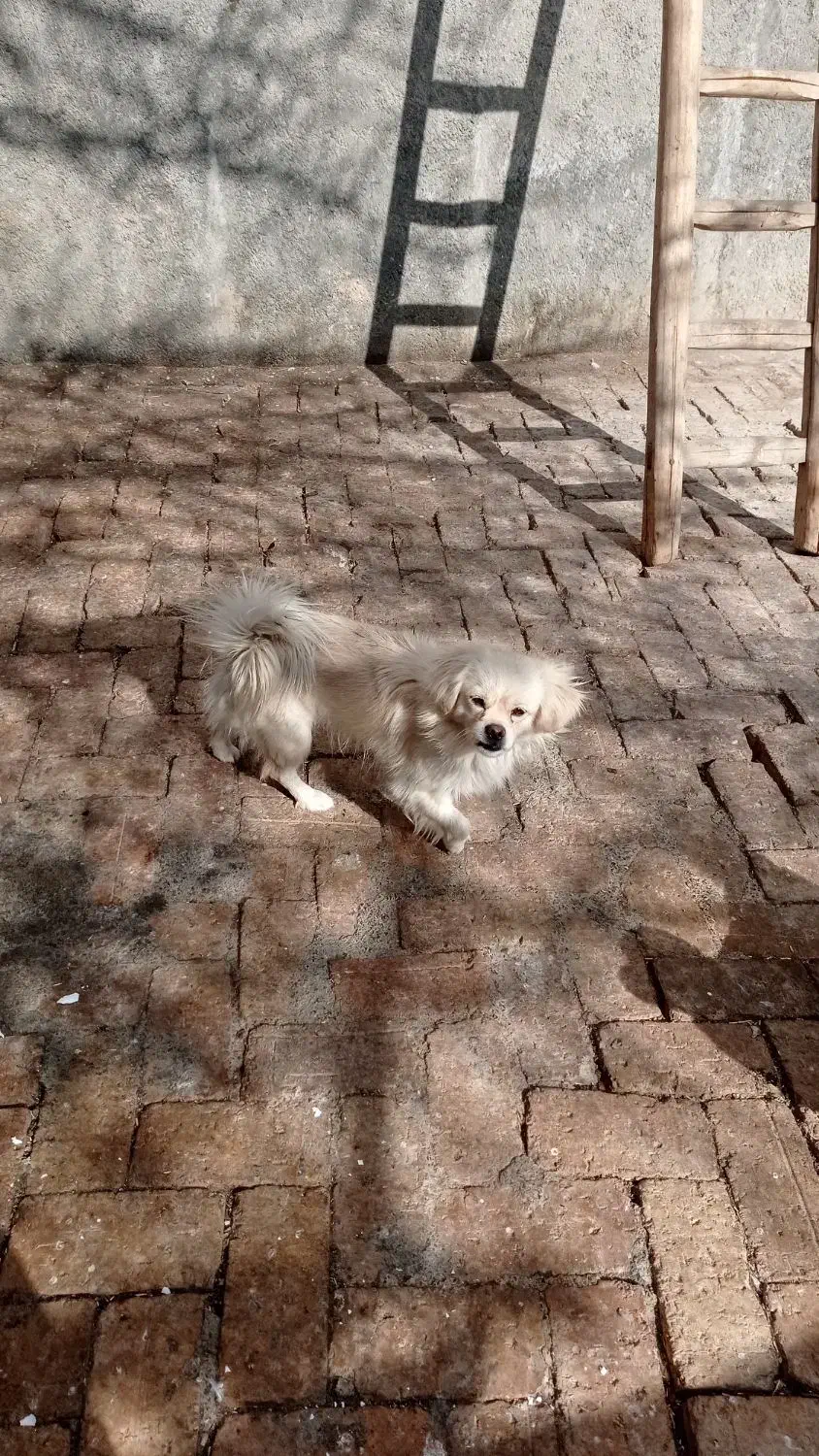 سگ پاکوتا|سگ|اراک, |دیوار