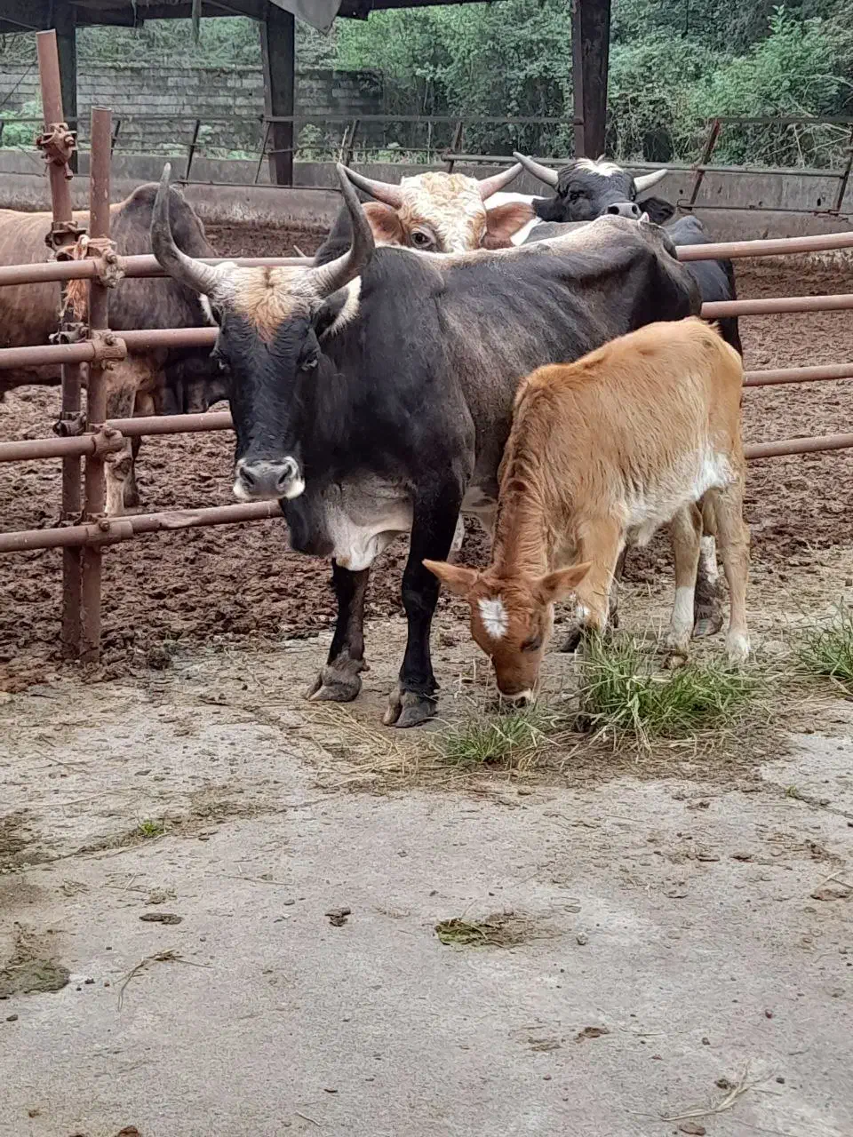 گاو آث ناف دار کول دار همه چی تمام|حیوانات مزرعه|عباسآباد, |دیوار