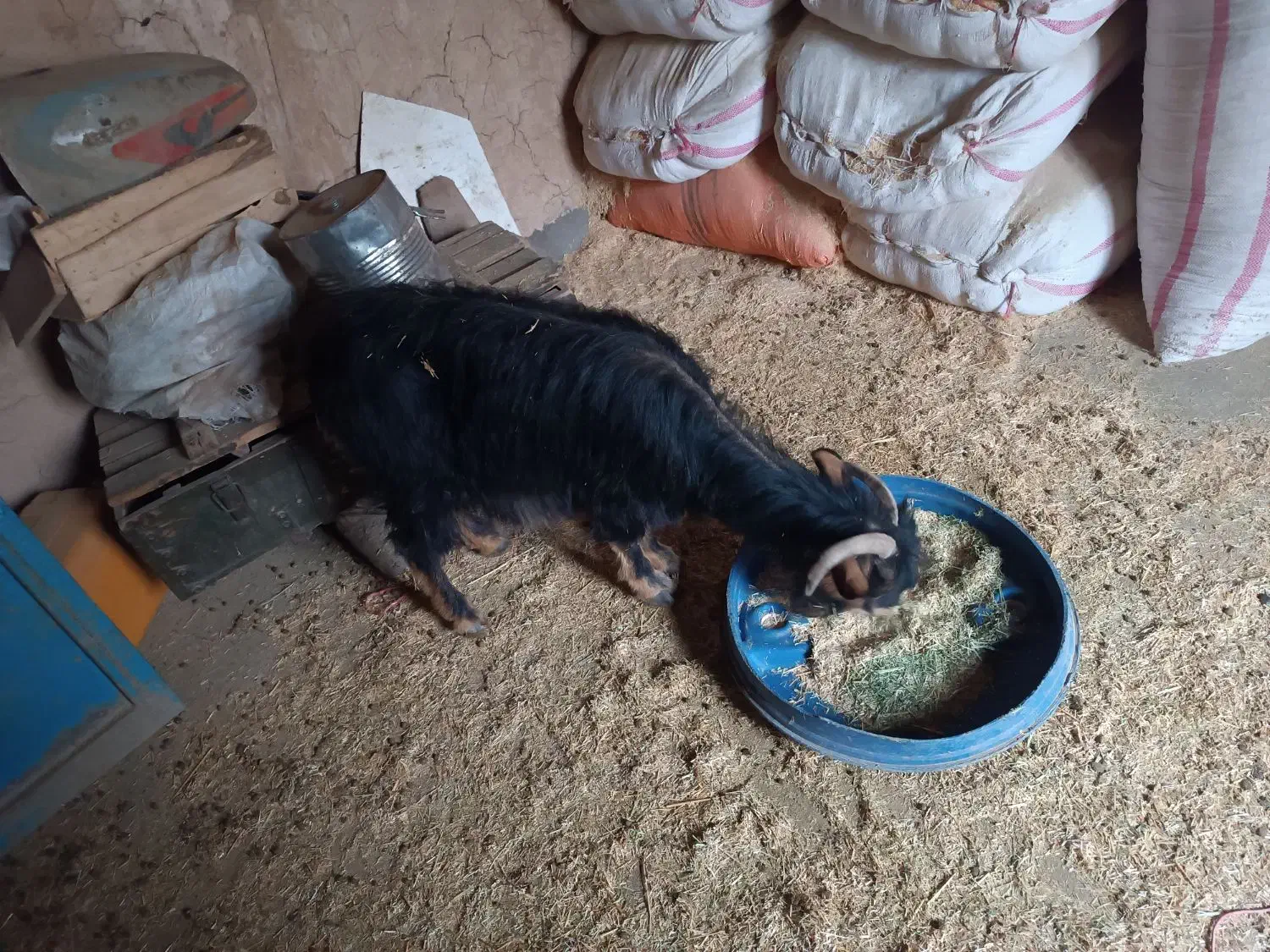 یک راس بز جوان 2ملیون 700،گوسفند،بره|حیوانات مزرعه|جوانرود, |دیوار