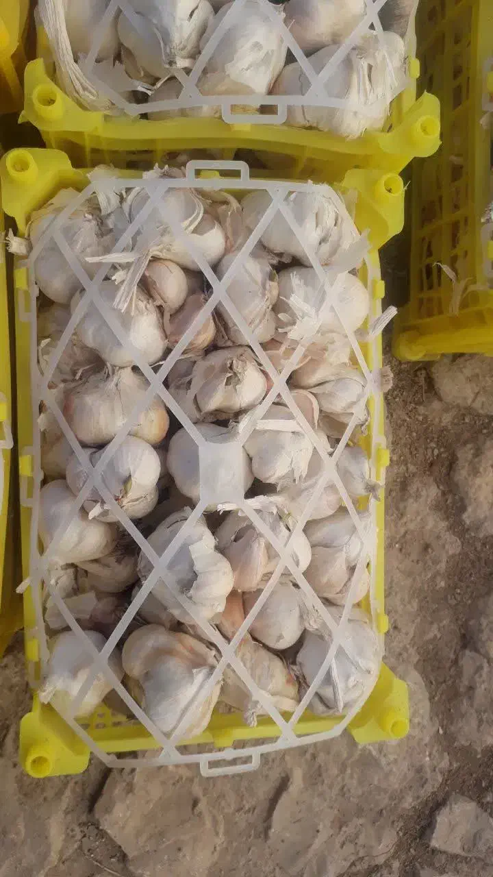 سیر تازه|عمده‌فروشی|مانه, |دیوار