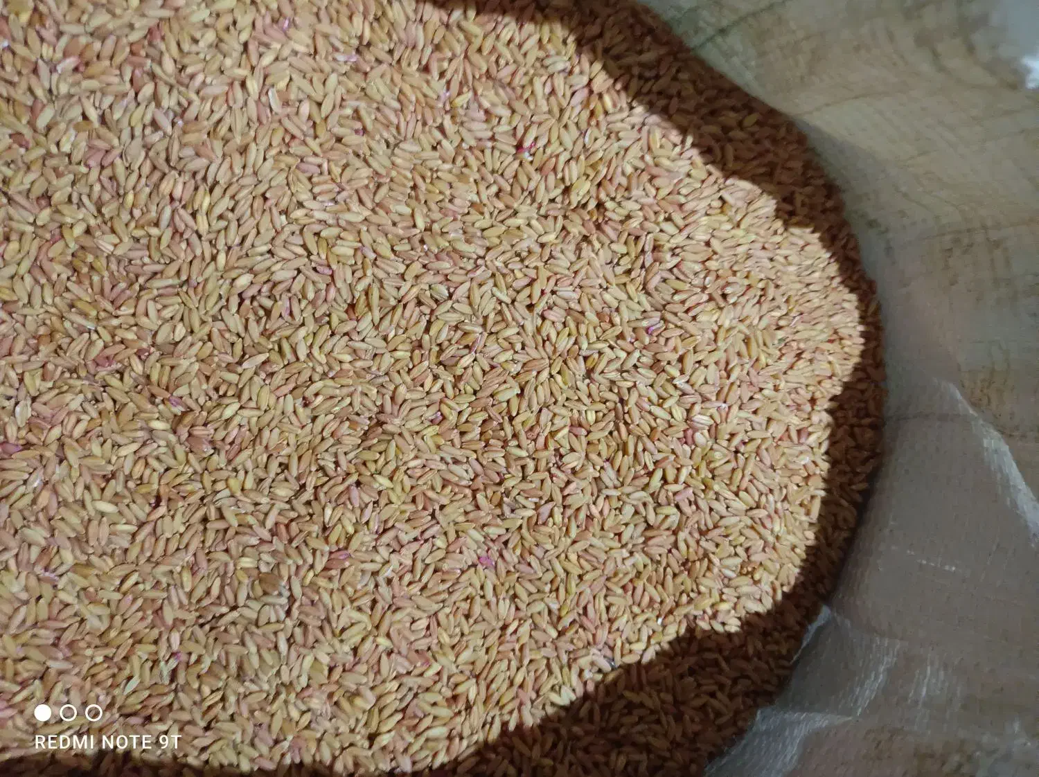 فروش گندم برای بذر|عمدهفروشی|تیکمه داش, |دیوار