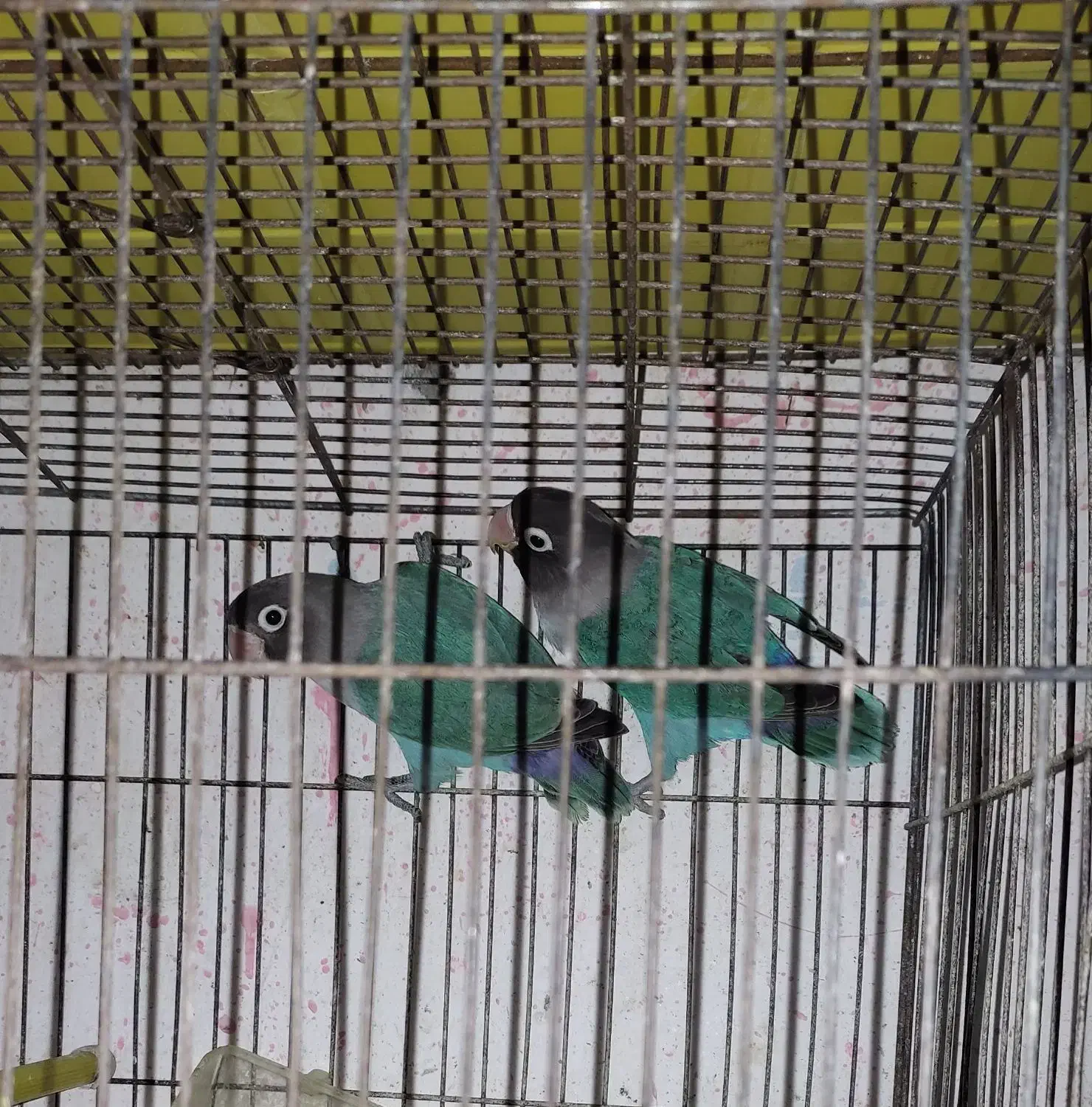 پرنده فروش فوری|پرنده|بندر انزلی, آذربایجان|دیوار