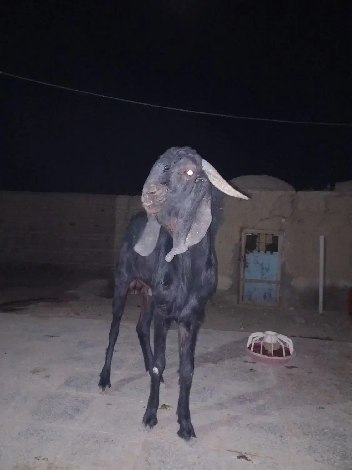 بز تک شاد گلابی|حیوانات مزرعه|کرباسک, |دیوار