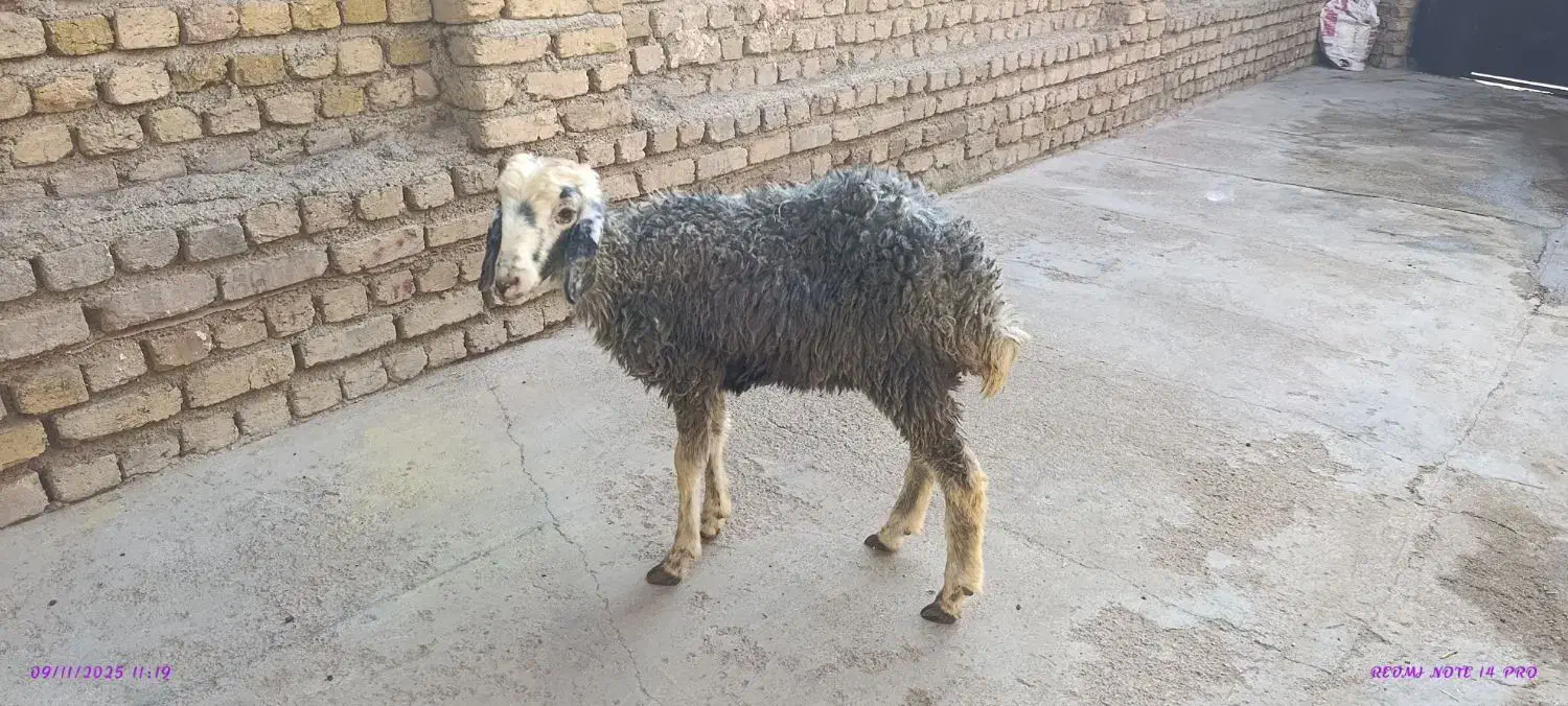 بره ماده جهت قربانی 25کیلو|حیوانات مزرعه|کرج, حیدرآباد|دیوار