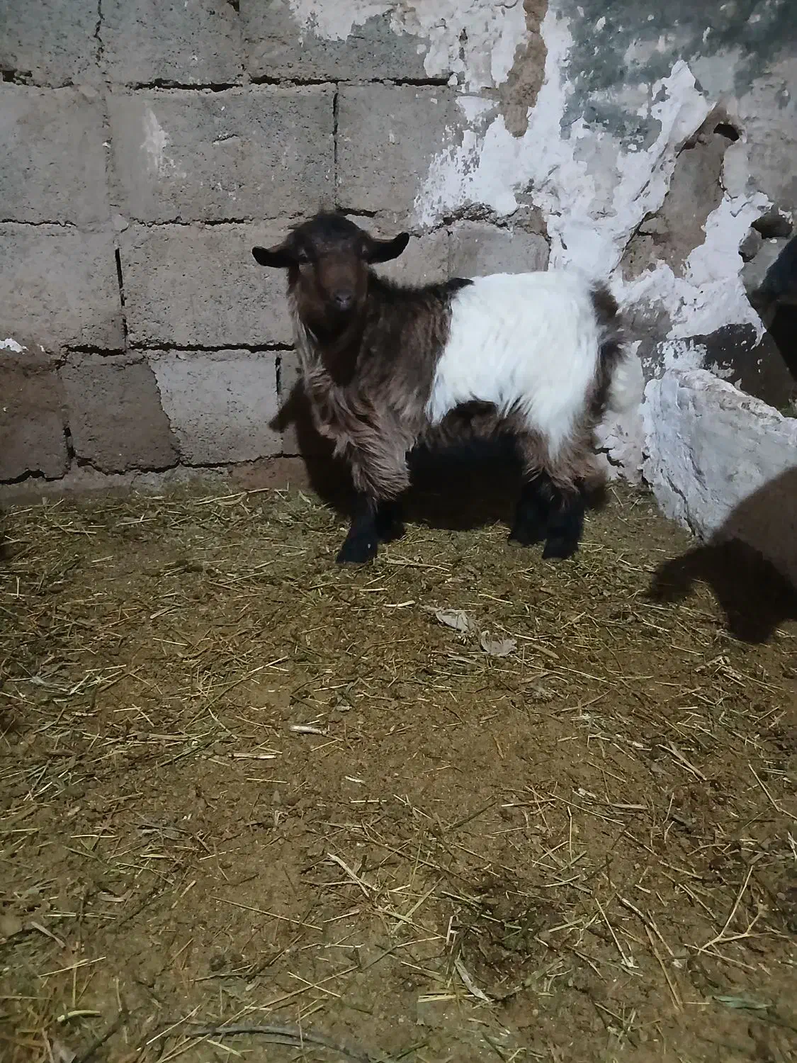 بزغاله|حیوانات مزرعه|ایجرود, |دیوار