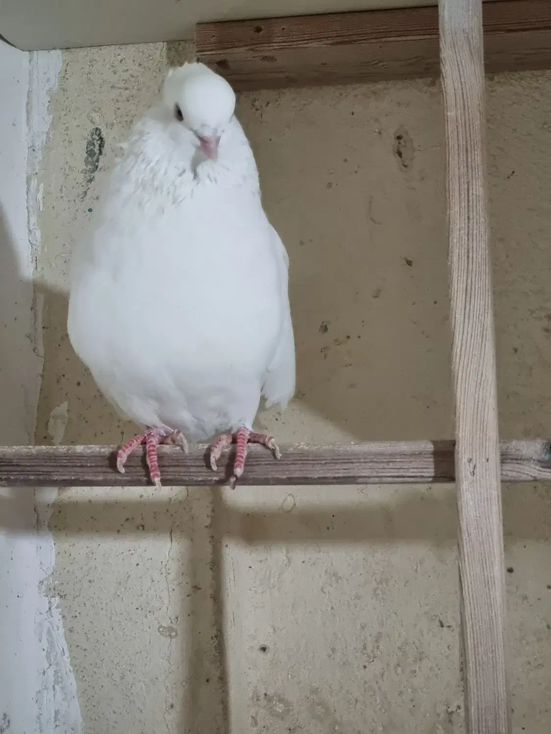 سه تا کبوتر نر گردن کلفت|پرنده|ری, ملک‌آباد|دیوار