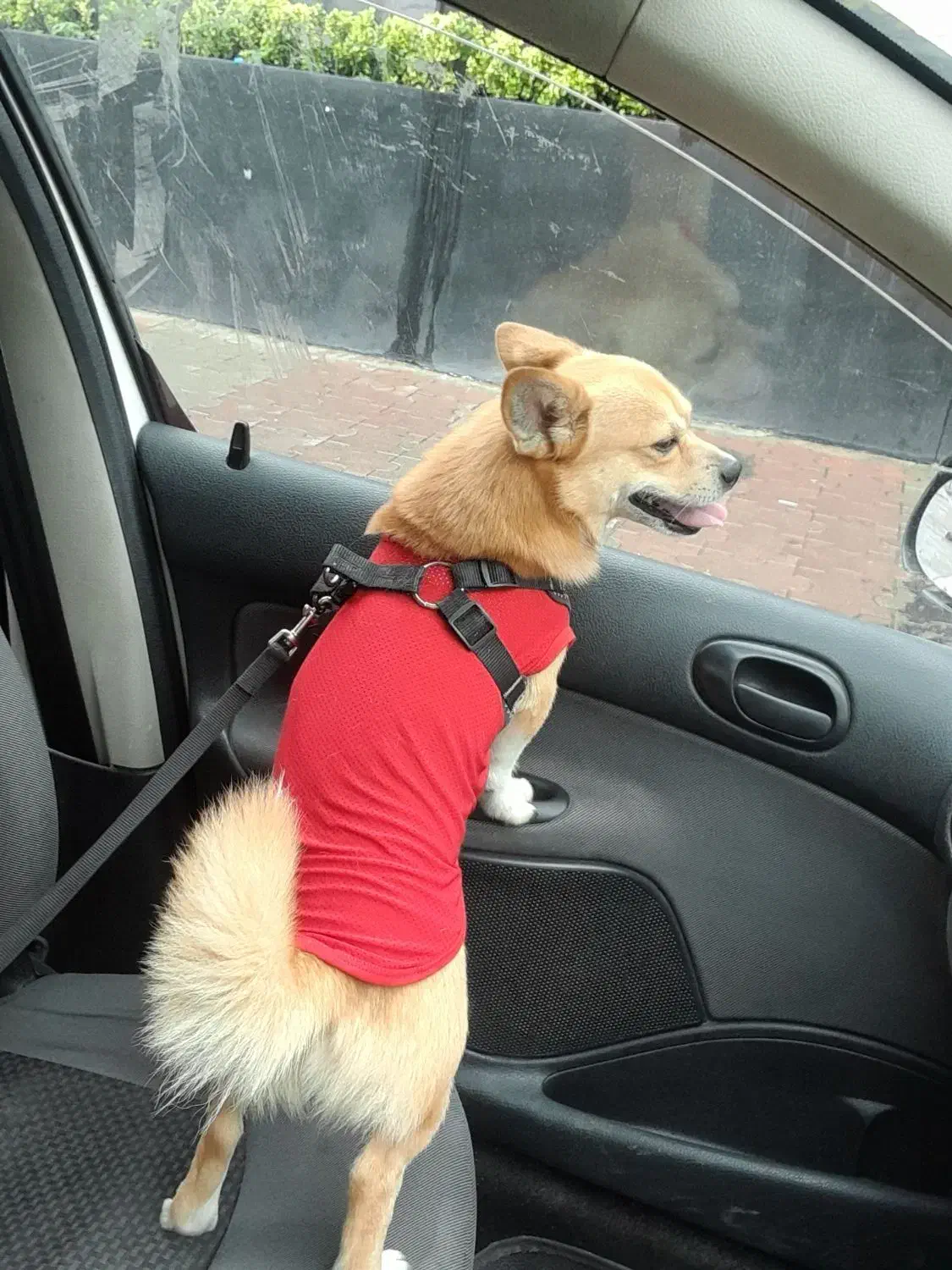 پت خانگی|سگ|نوشهر, |دیوار