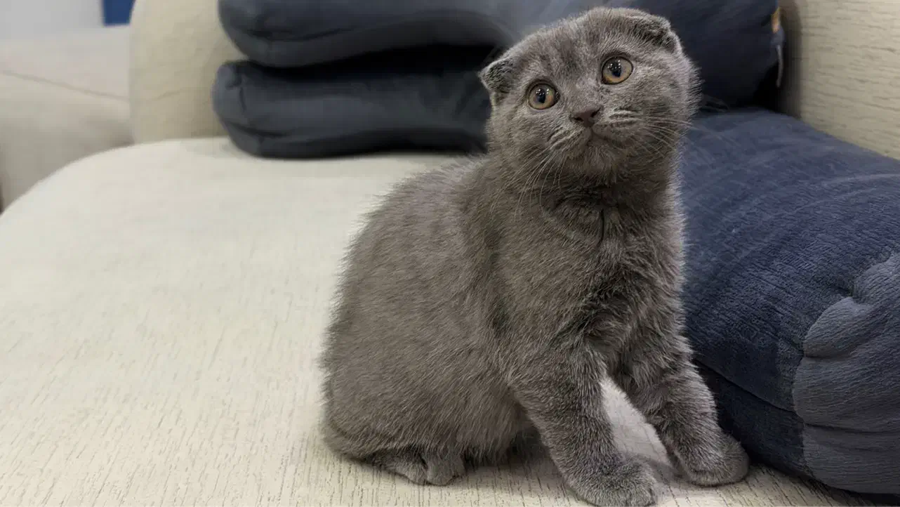 گربه های اسکاتیش بلو گلدن|گربه|دزفول, |دیوار