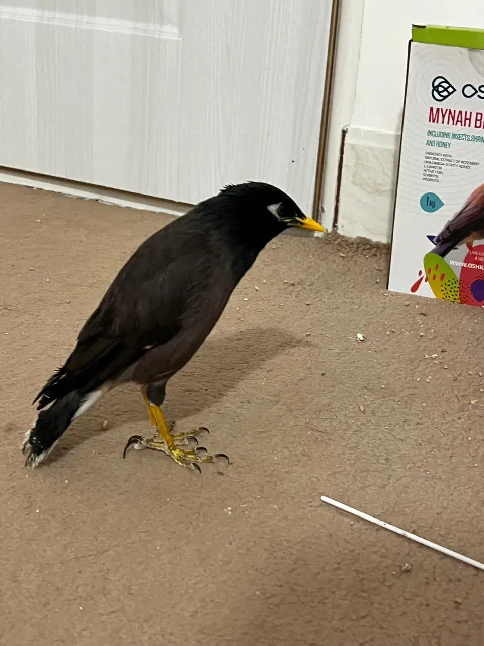 مرغ مینا|پرنده|نیشابور, تختی|دیوار