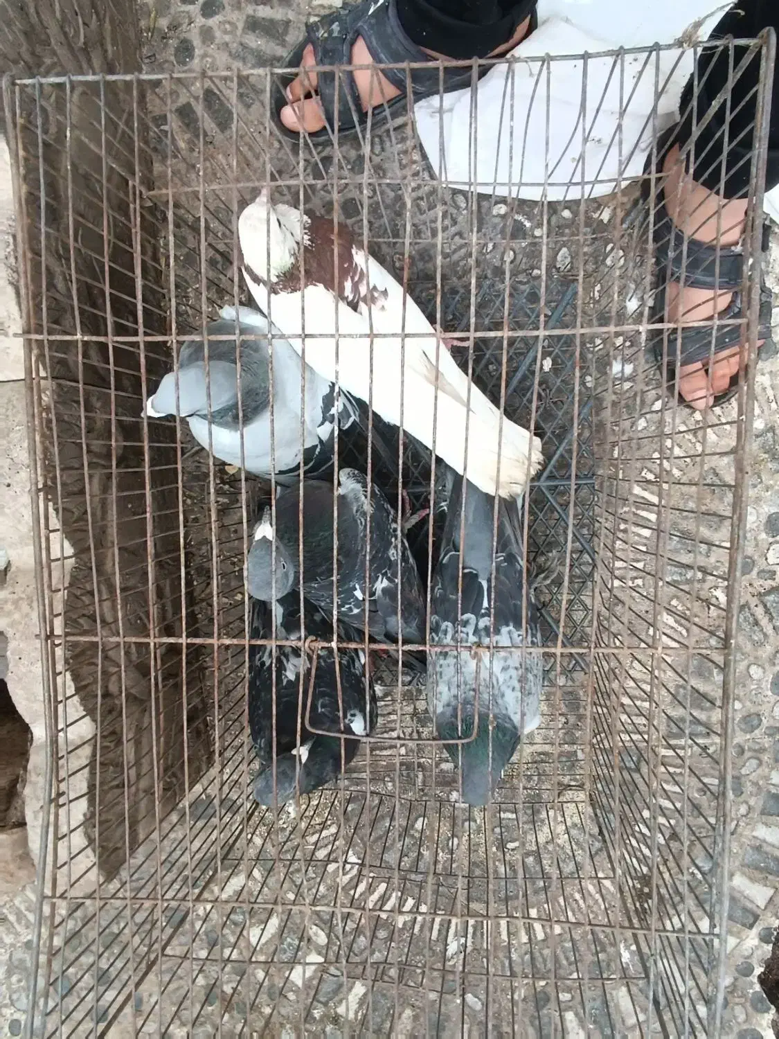 پنج عدد کفتر|پرنده|عنبرآباد, |دیوار