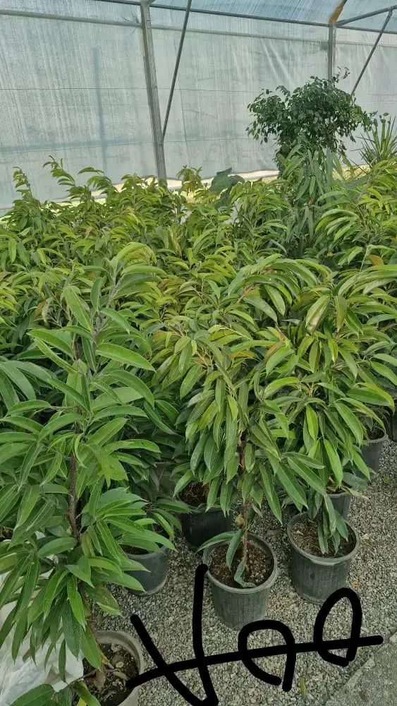 پخش گل ویژه روز مادر آگلونما پتوس|گل مصنوعی|مشهد, حیدرآباد|دیوار