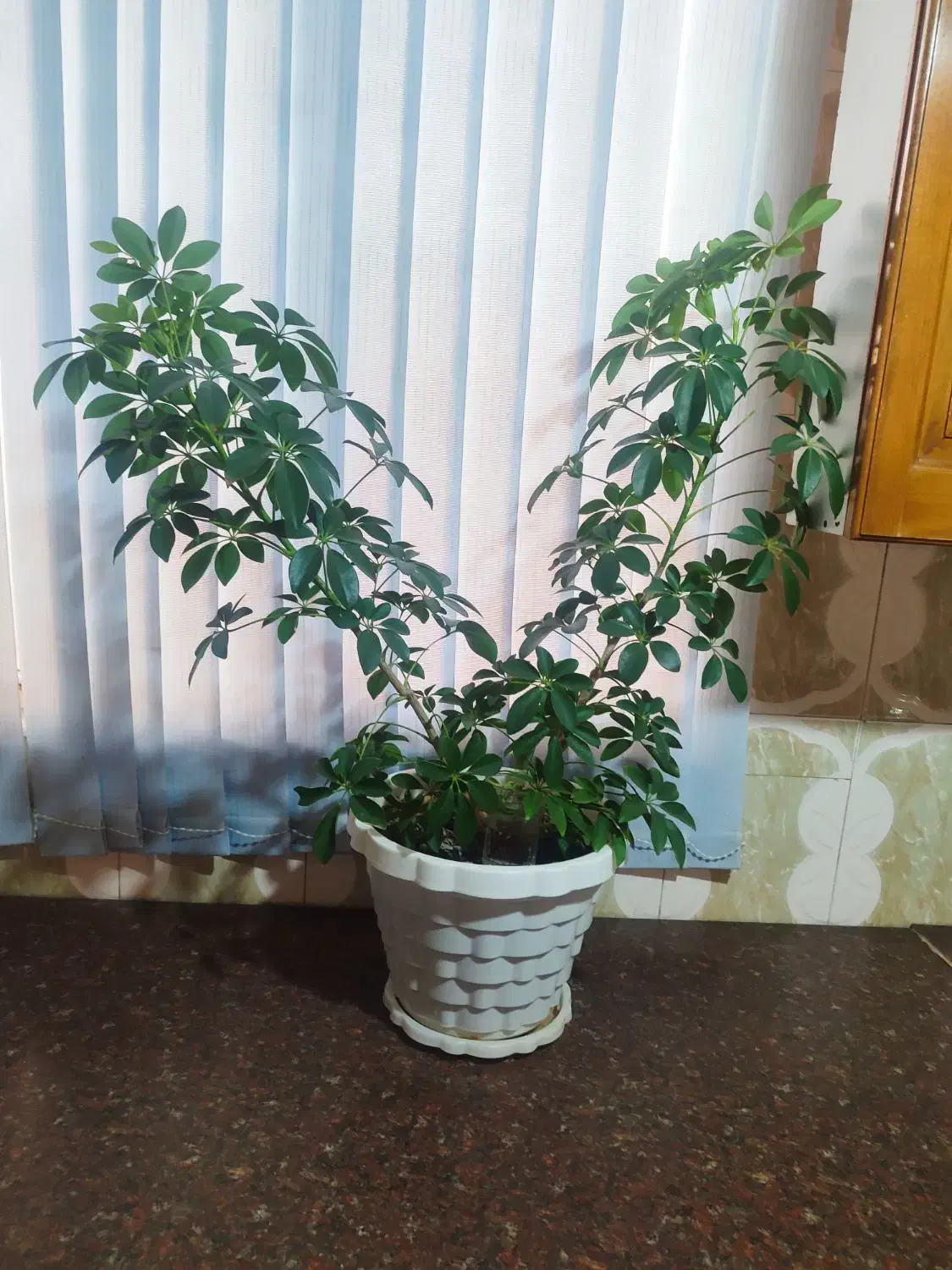 گل طبیعی چندجوربایک عددسینی|گل و گیاه طبیعی|کرمانشاه, |دیوار