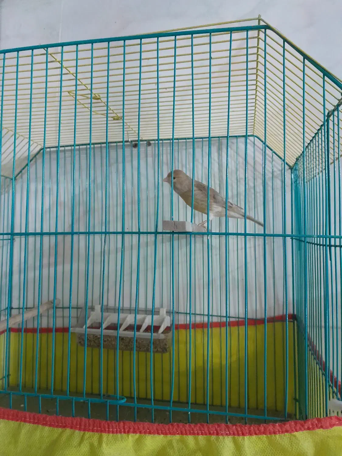 قناری رد فاکتور|پرنده|کرمان, |دیوار