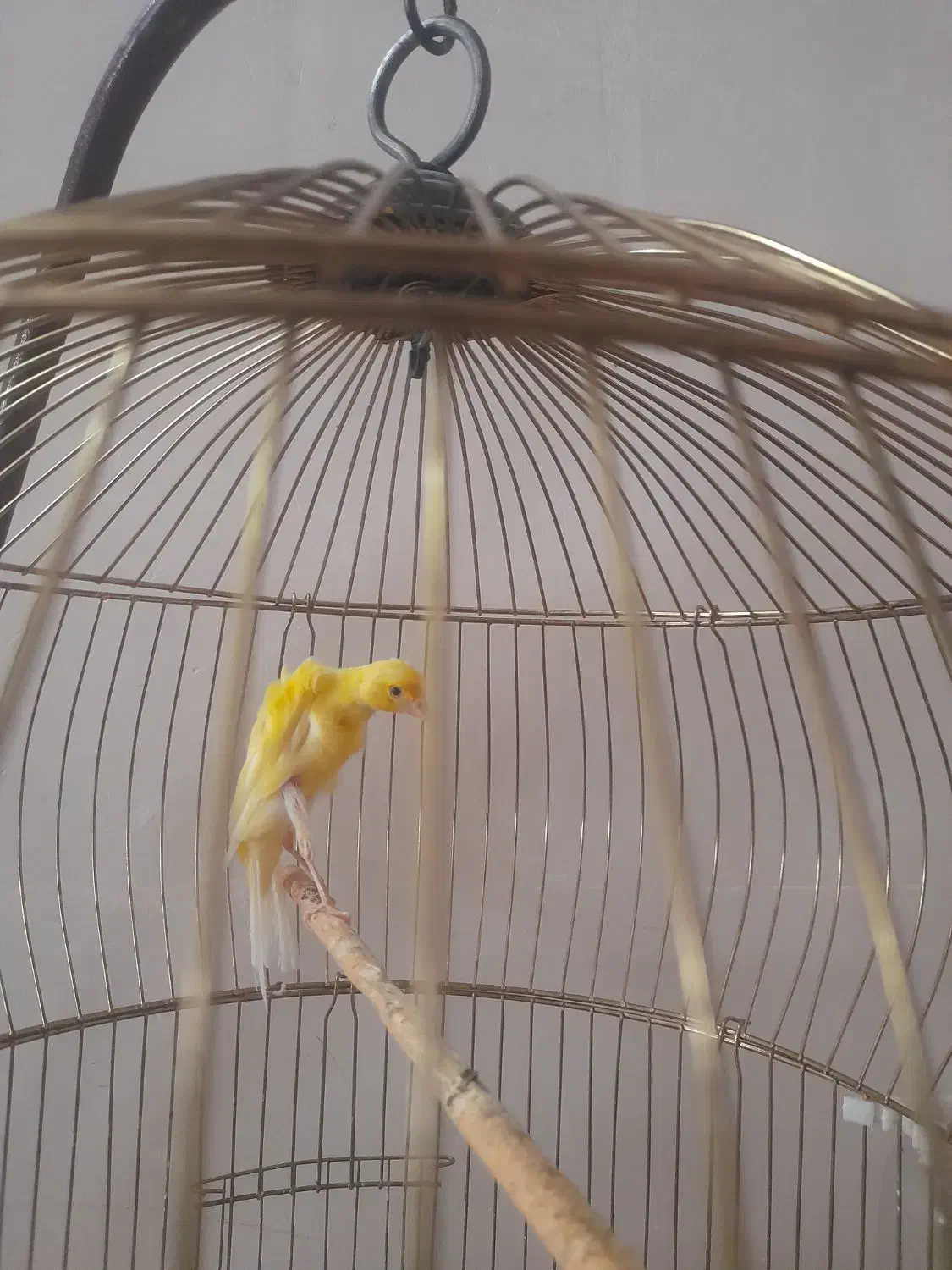 قناری  جیور|پرنده|خوی, |دیوار