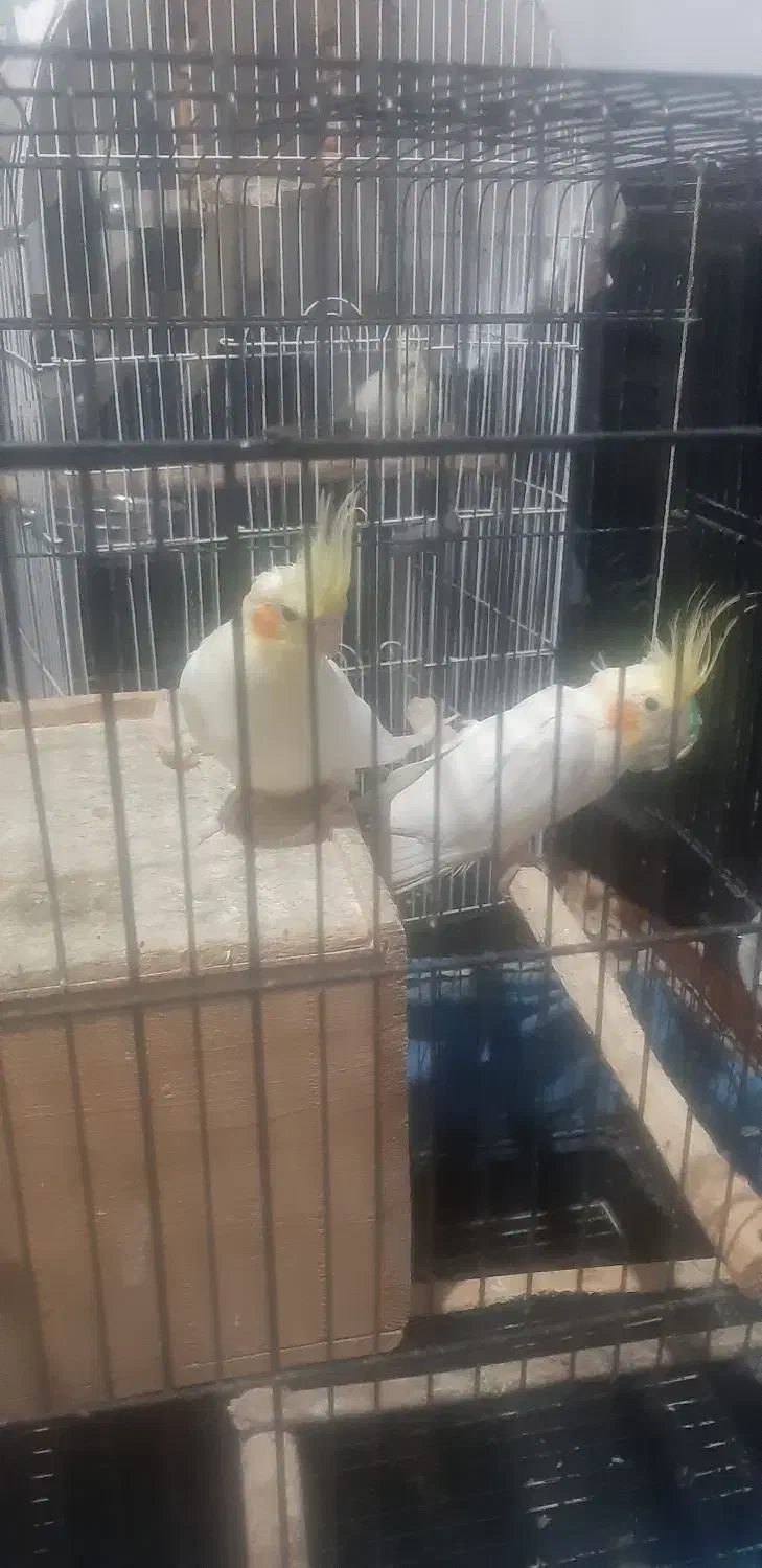 عروس هلندی مولد|پرنده|لیسار, |دیوار