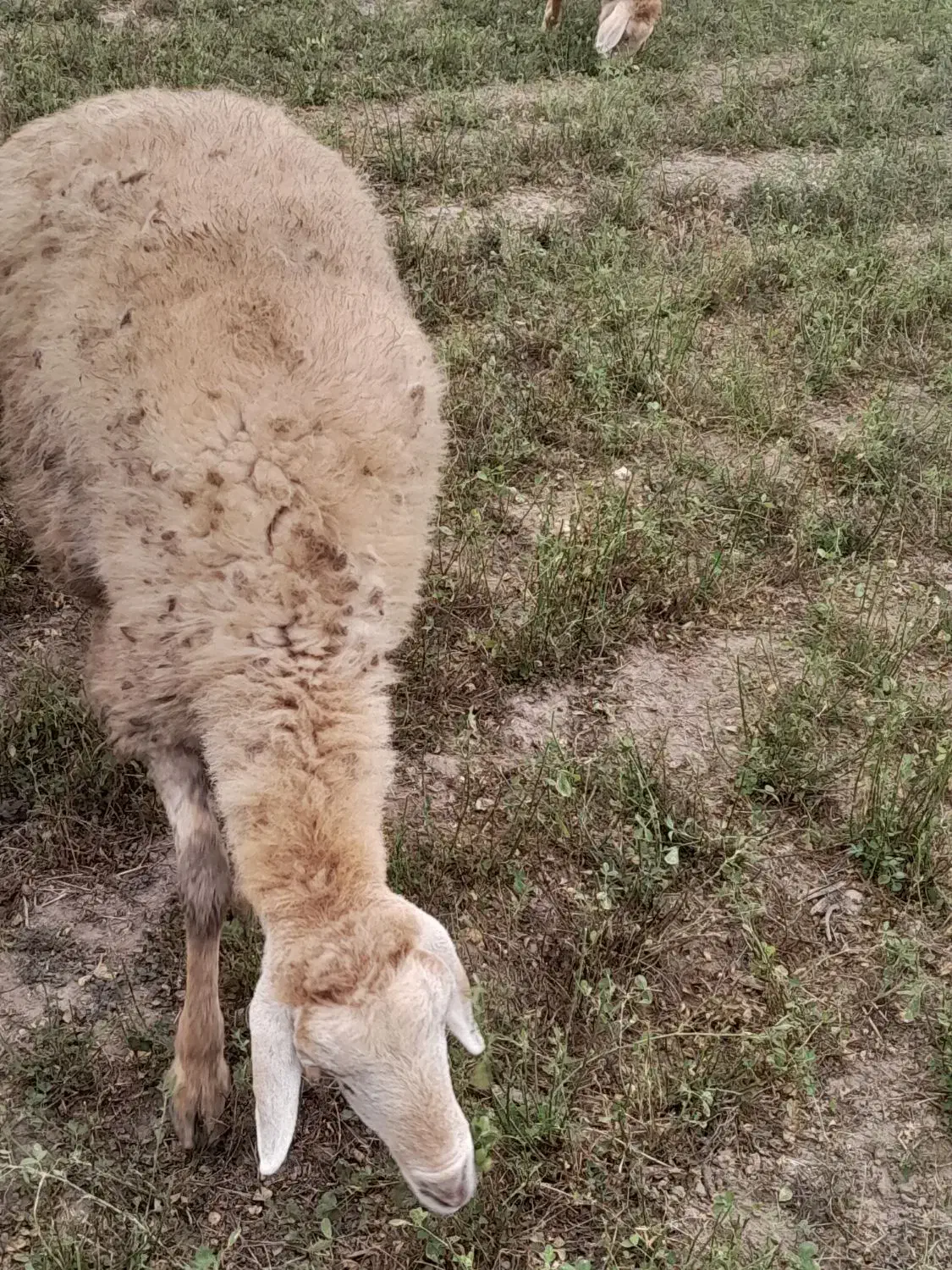 فروش شیشک برای قربانی یا دامازدخ|حیوانات مزرعه|قشلاق دشت, |دیوار