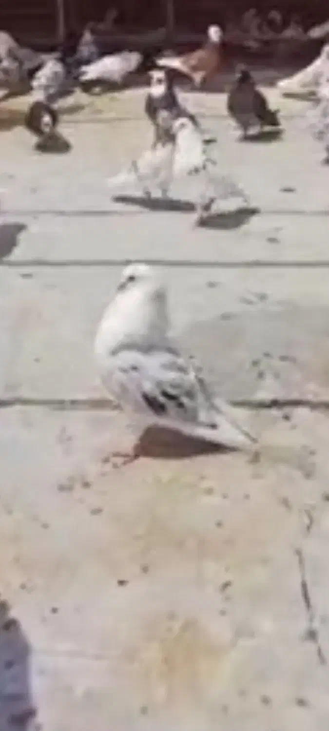 گمشده نر پشتدار|پرنده|ساوه, |دیوار