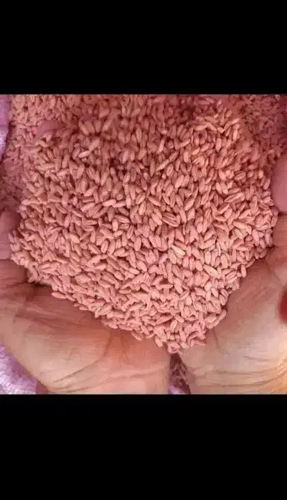 گندم بوجاری شده رقم مادر هشترود.|گل و گیاه طبیعی|هشترود, |دیوار