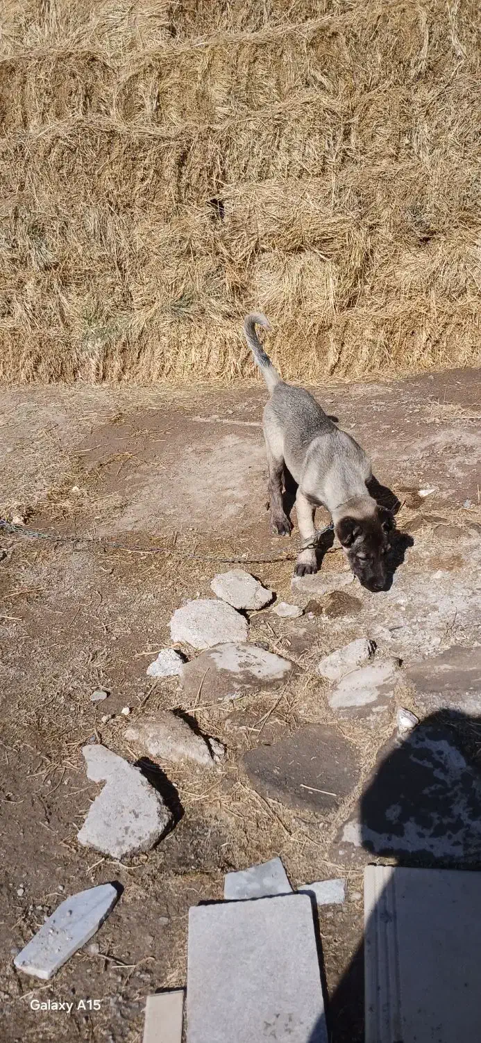 توله سگ نر|سگ|سراب, |دیوار