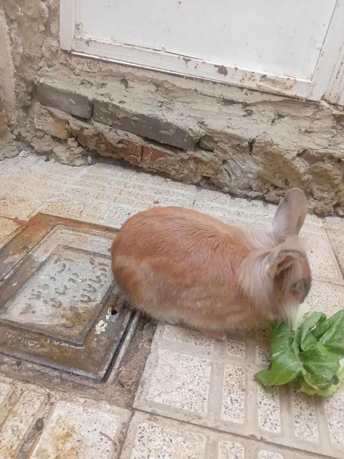 خرگوش تپول|موش و خرگوش|ارومیه, |دیوار