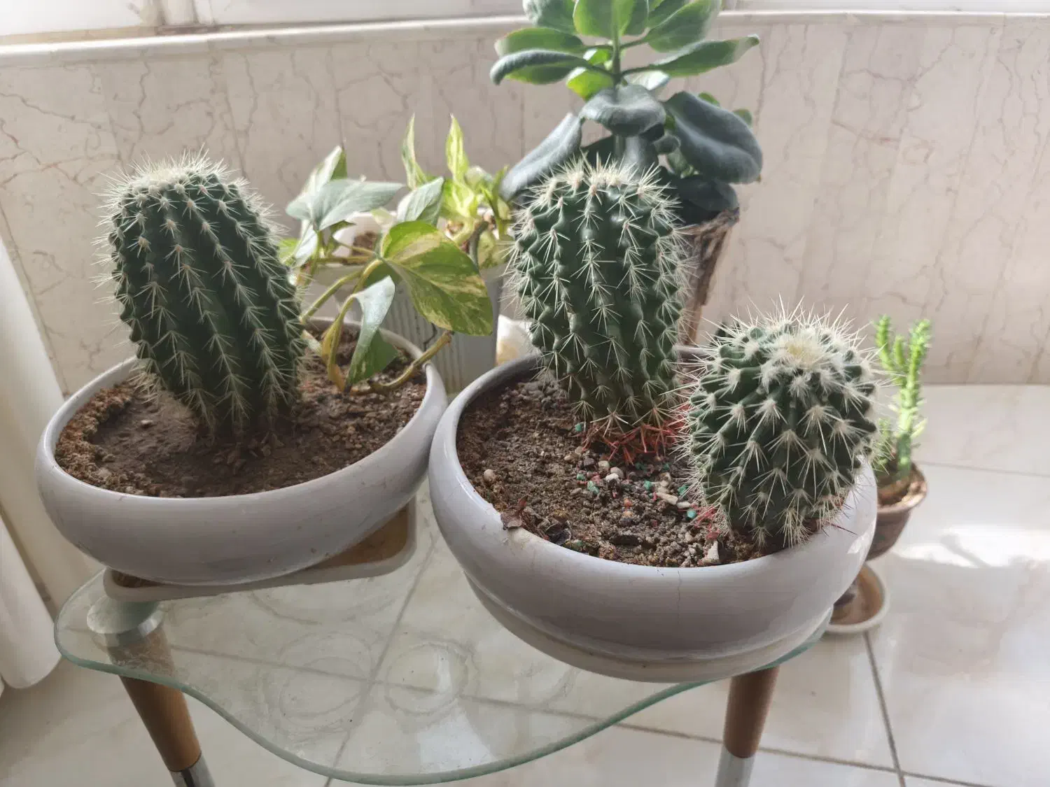 کاکتوس قیمت  مناسب|گل و گیاه طبیعی|شهرضا, |دیوار