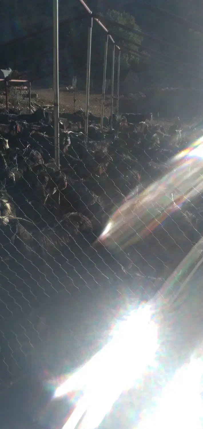 فروش بز|حیوانات مزرعه|سیوان, |دیوار