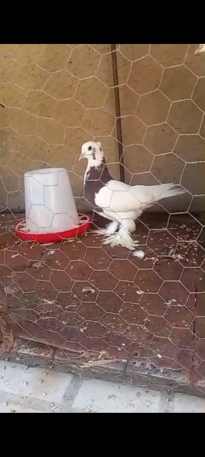 کبوتر پاپر|پرنده|فیروزآباد (فارس), |دیوار